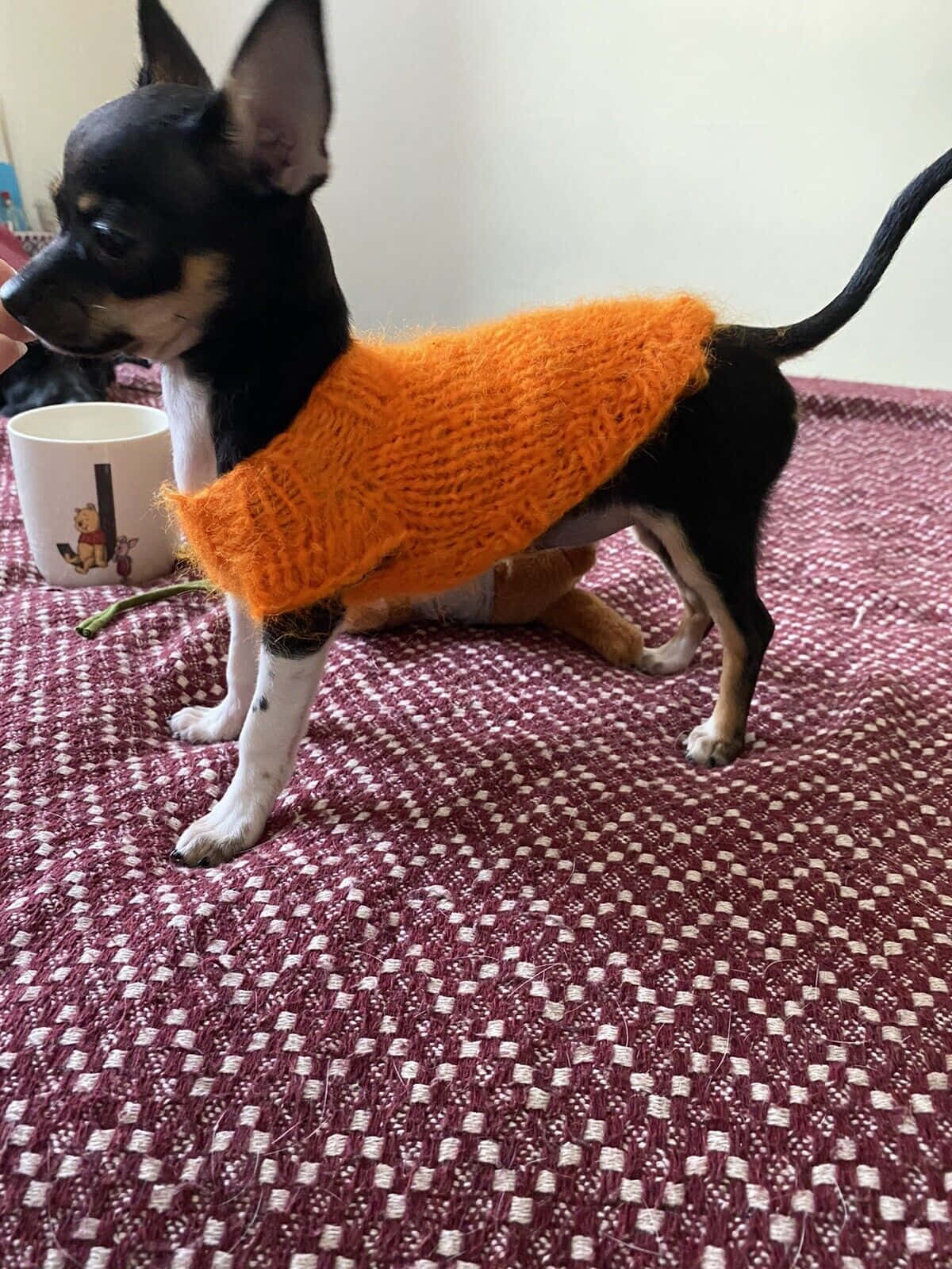 Teacup Chihuahua 桌布 壁紙 — 一隻黑白小狗穿著一件亮橙色針織毛衣，站在一張棗紅色圖案毯子上。