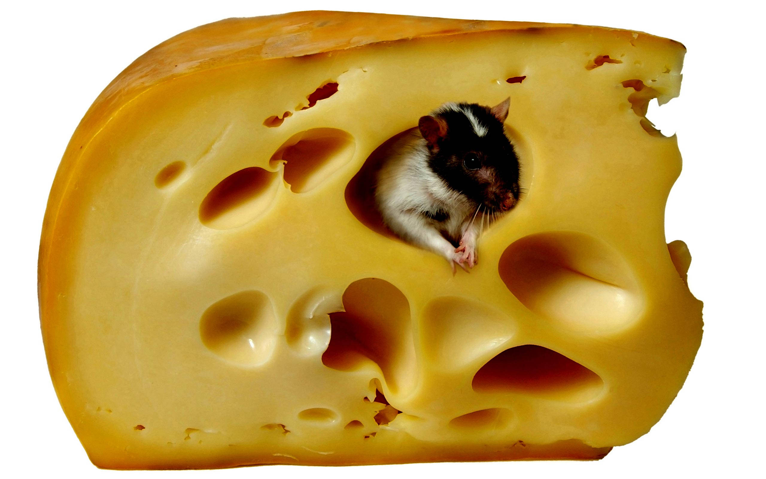 Mouse 桌布 壁紙 — 一隻黑白小老鼠從一大塊黃色瑞士起司的洞裡探出頭來。