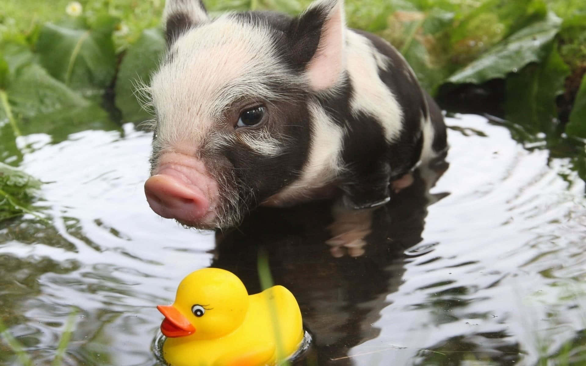 Piggy 桌布 壁紙 — 一隻黑白小豬在水中涉水，旁邊是一隻被綠色樹葉包圍的黃色橡膠鴨。