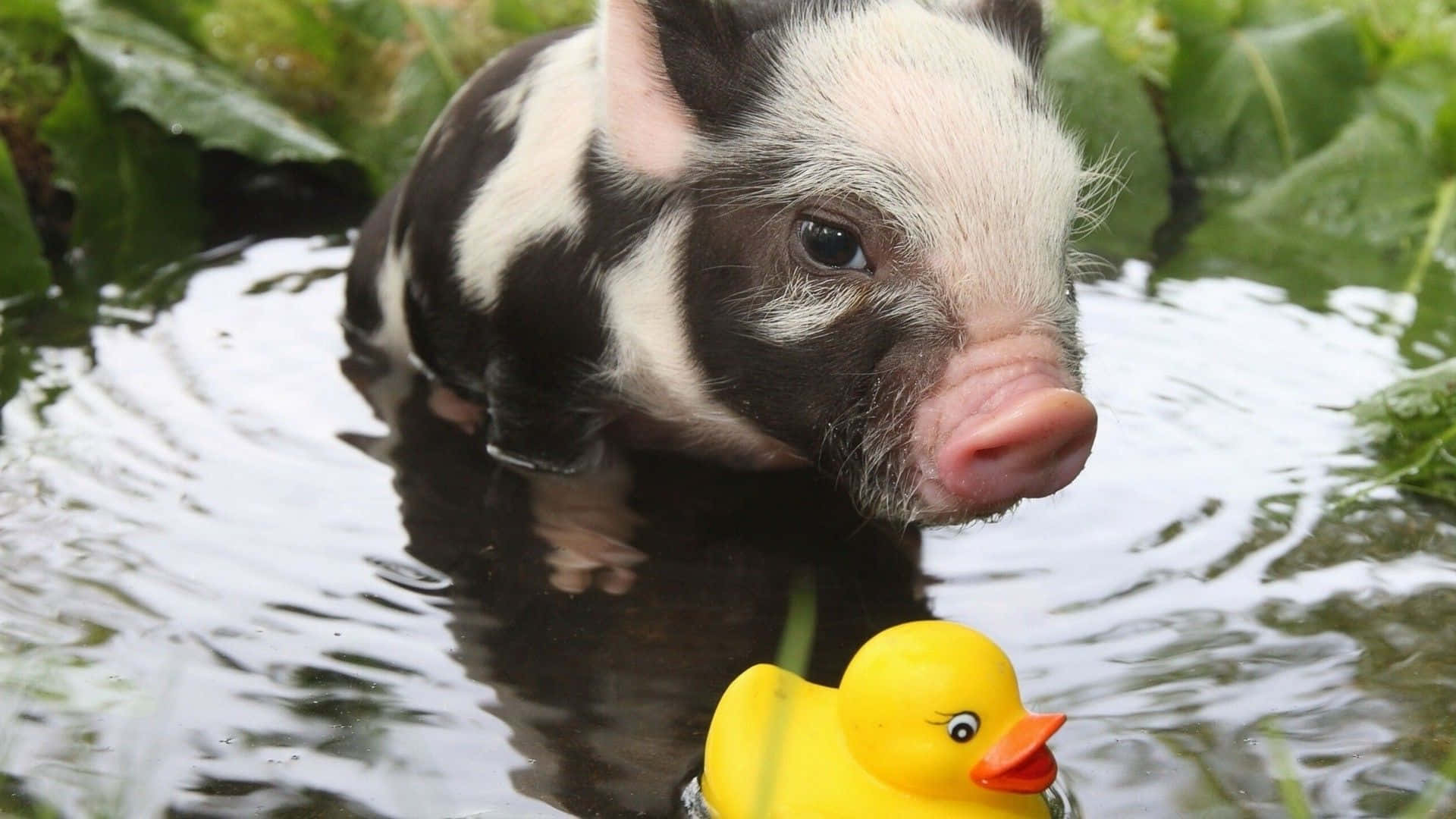 Pig 桌布 壁紙 — 一隻黑白小豬在綠色植物環繞的亮黃色橡膠鴨旁邊涉水而行。