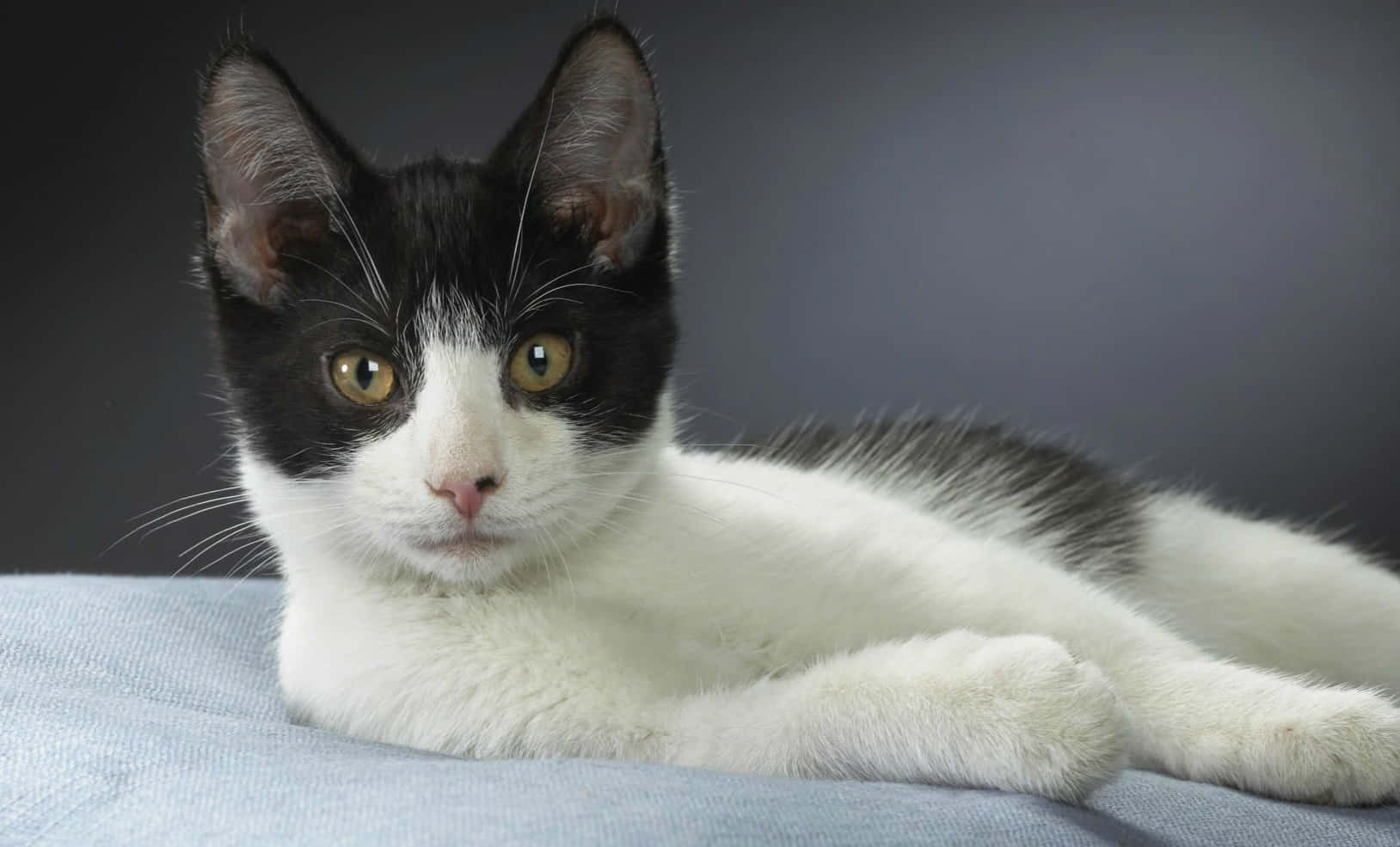 Brazilian Shorthair 桌布 壁紙 — 一隻黑白小貓咪，擁有引人注目的琥珀色眼睛，在柔和的灰色背景下，平靜地躺在柔軟的藍色布料上。