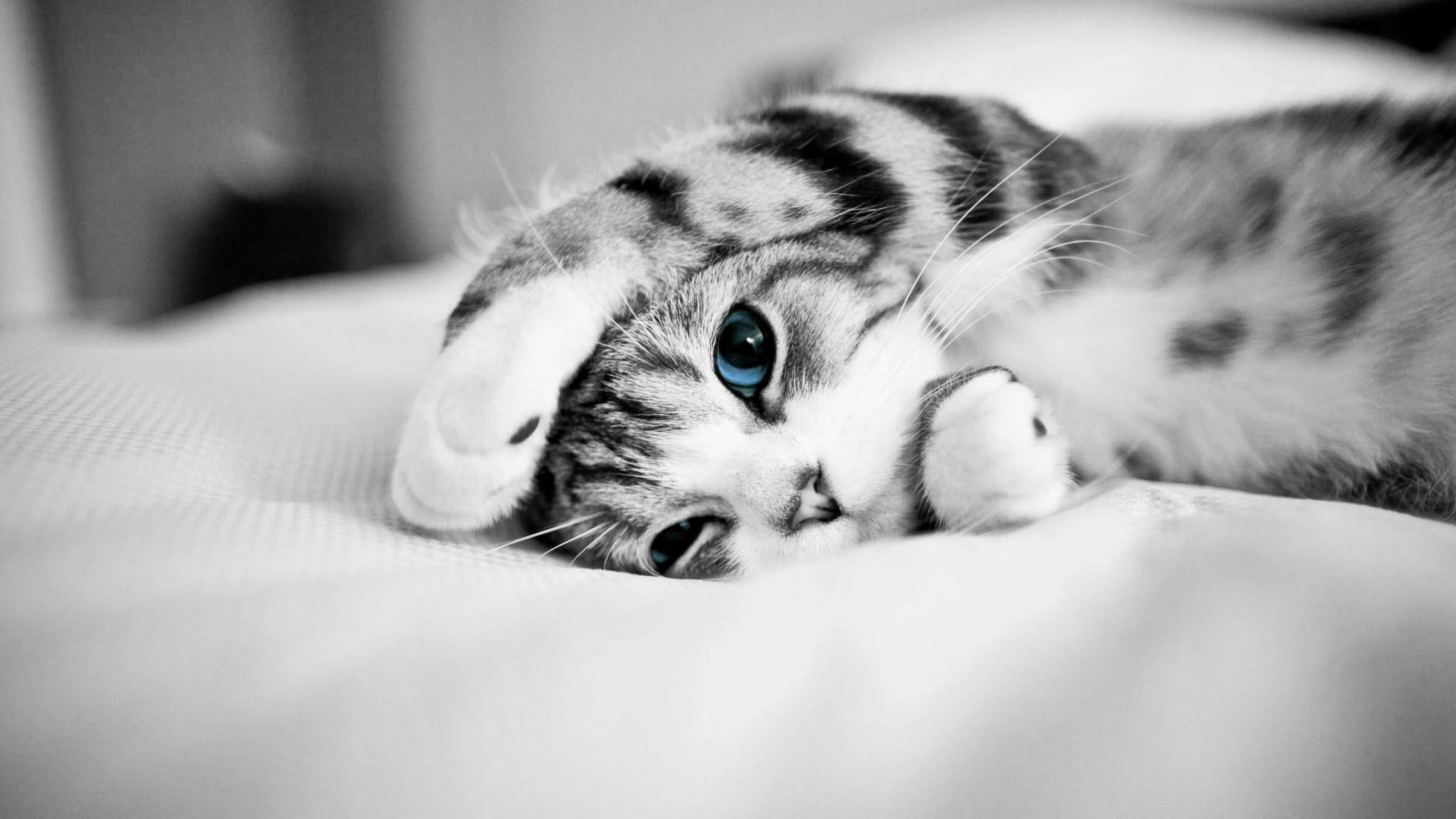 Cute Cat HD 桌布 壁紙 — 一隻黑白小貓咪，擁有引人注目的藍色眼睛，在柔軟有紋理的表面上平靜地休息。