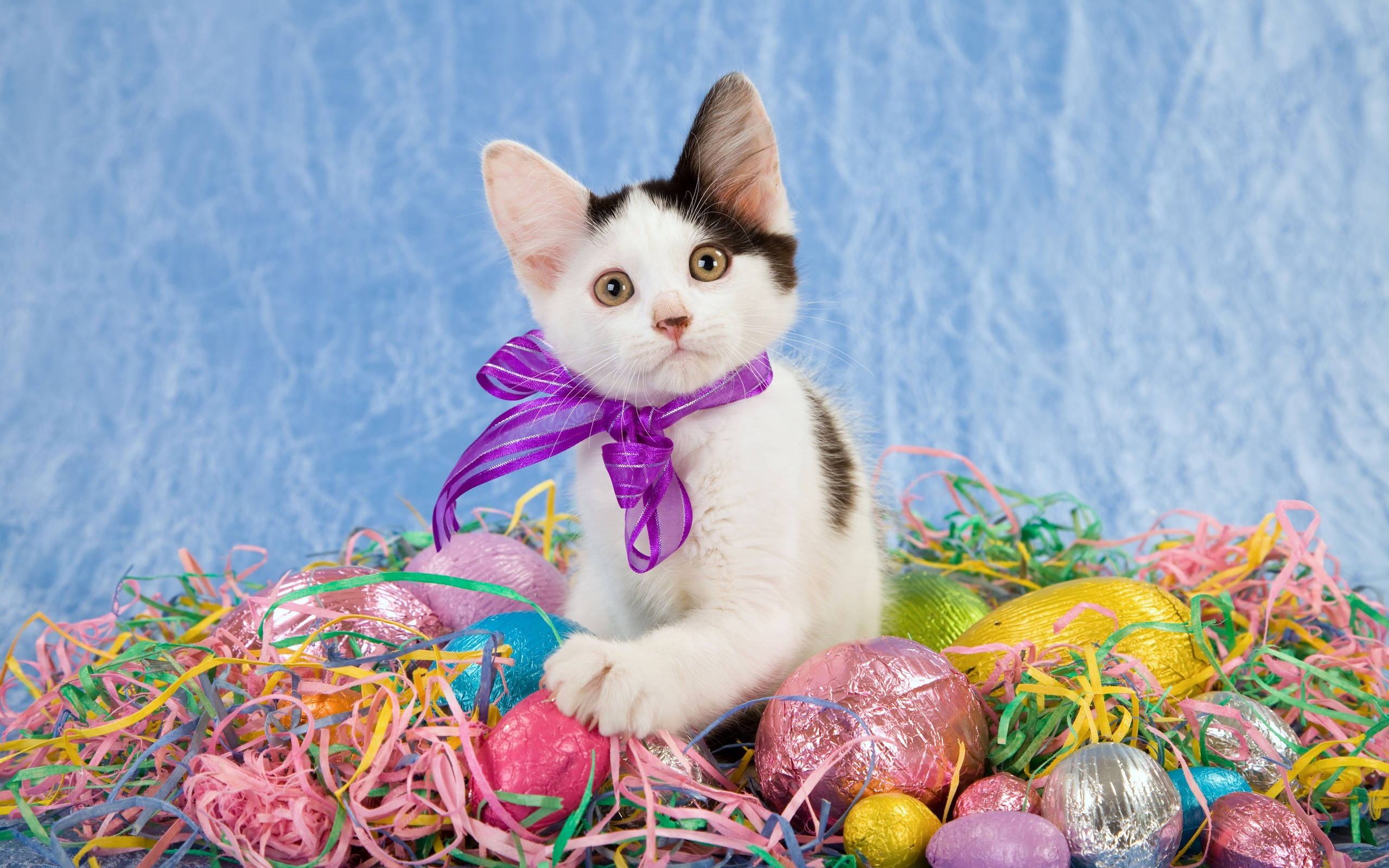 Cute Cat 桌布 壁紙 — 一隻黑白小貓戴著紫色蝴蝶結，坐在藍色紋理背景上，周圍是色彩繽紛的箔紙包裹復活節彩蛋和彩虹五彩紙屑。