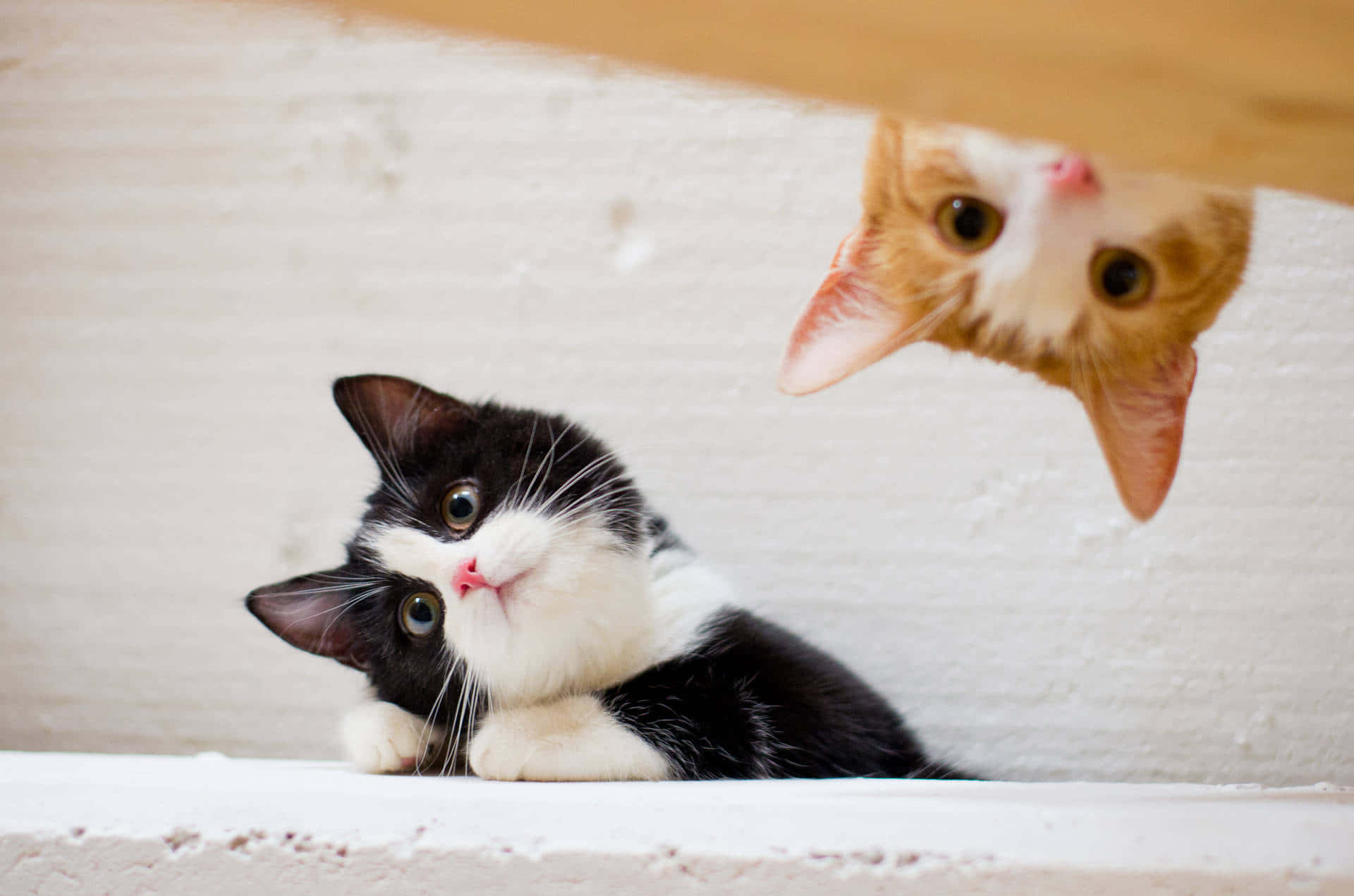 Cats 桌布 壁紙 — 一隻黑白小貓躺在壁架上，而一隻橙色小貓從上面用好奇的眼睛往下窺視。