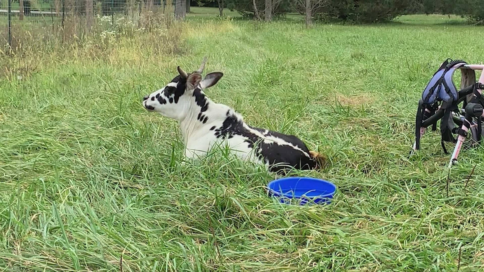 Farm Animal 桌布 壁紙 — 一隻黑白山羊在藍色碗和背包旁邊的高大綠草中休息。