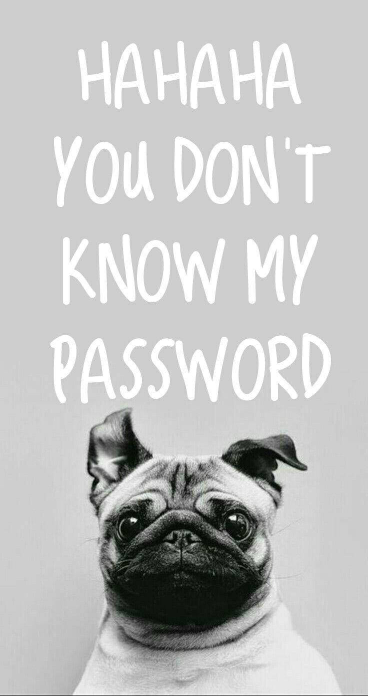 Hahaha 桌布 壁紙 — 一隻黑白巴哥犬在粗體白色文字 'HAHAHA 你不知道我的密碼' 下方嚴肅地凝視。