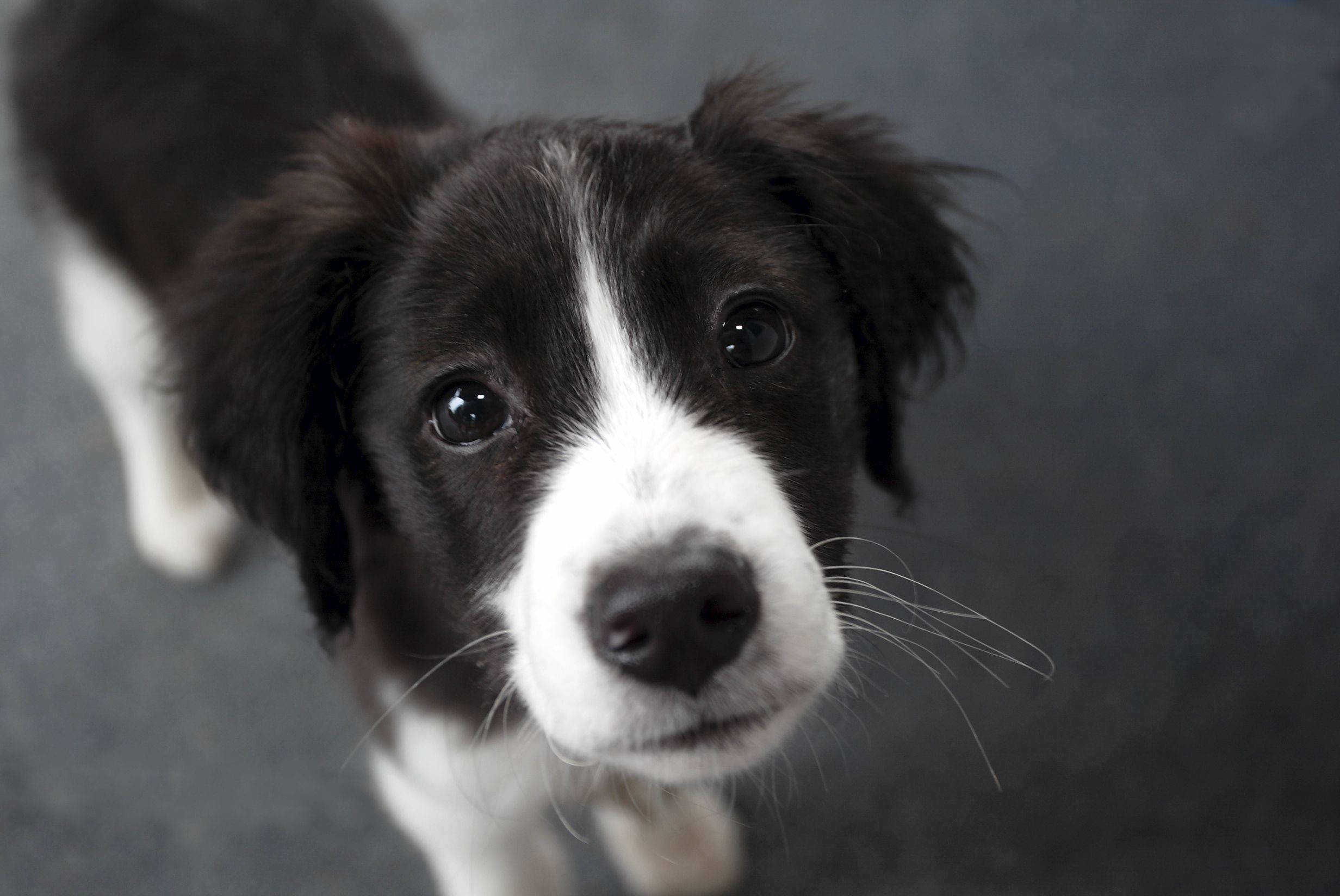 狗 桌布 壁紙 — 一隻黑白幼犬在灰色背景前抬頭仰望，有著一雙大而深邃的眼睛的特寫。