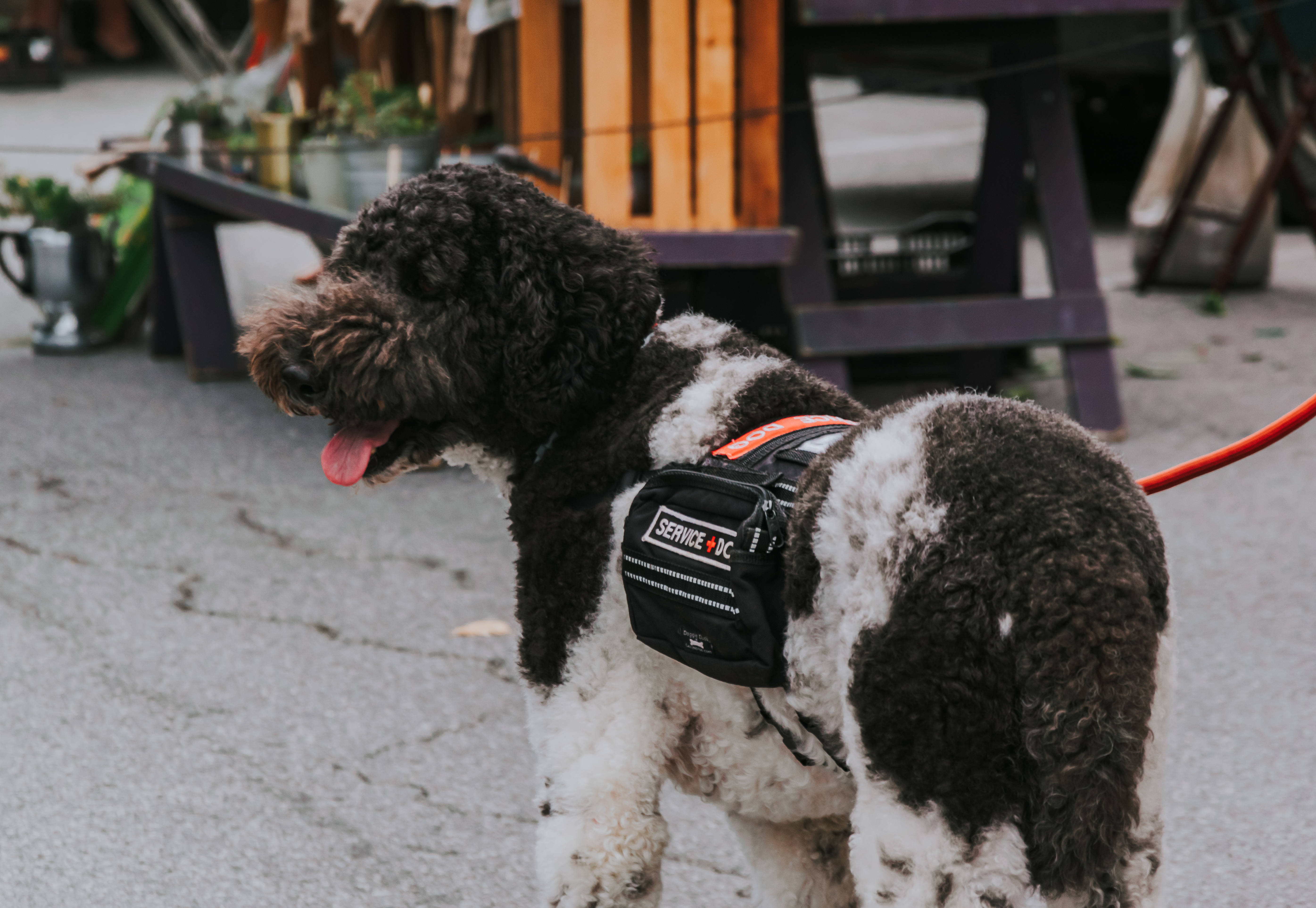 可愛狗狗 桌布 壁紙 — 一隻黑白捲毛服務犬穿著胸背帶，伸出舌頭站在人行道上。