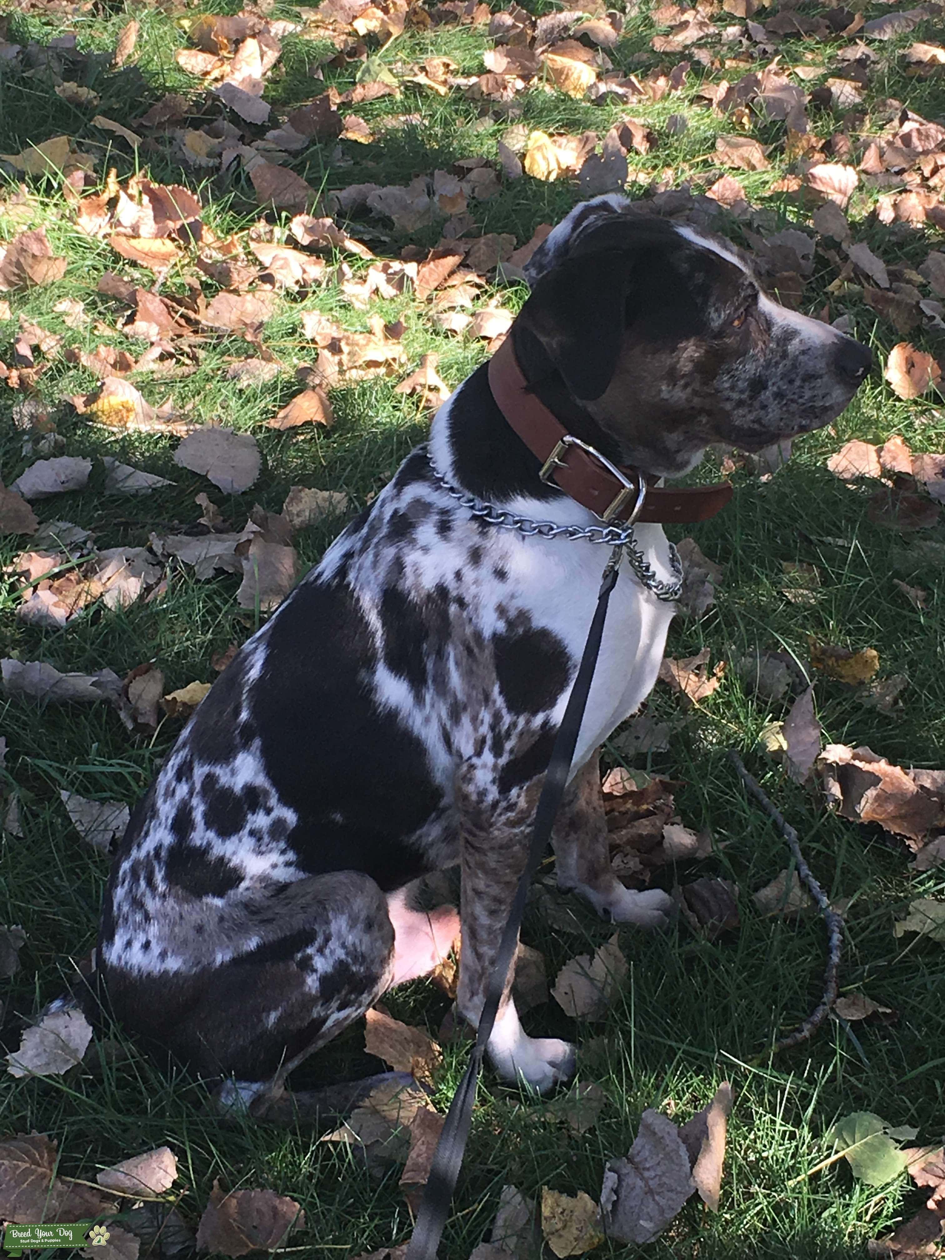 Catahoula Dog 桌布 壁紙 — 一隻黑白斑點狗平靜地坐在陽光下散落著落葉的草地上。