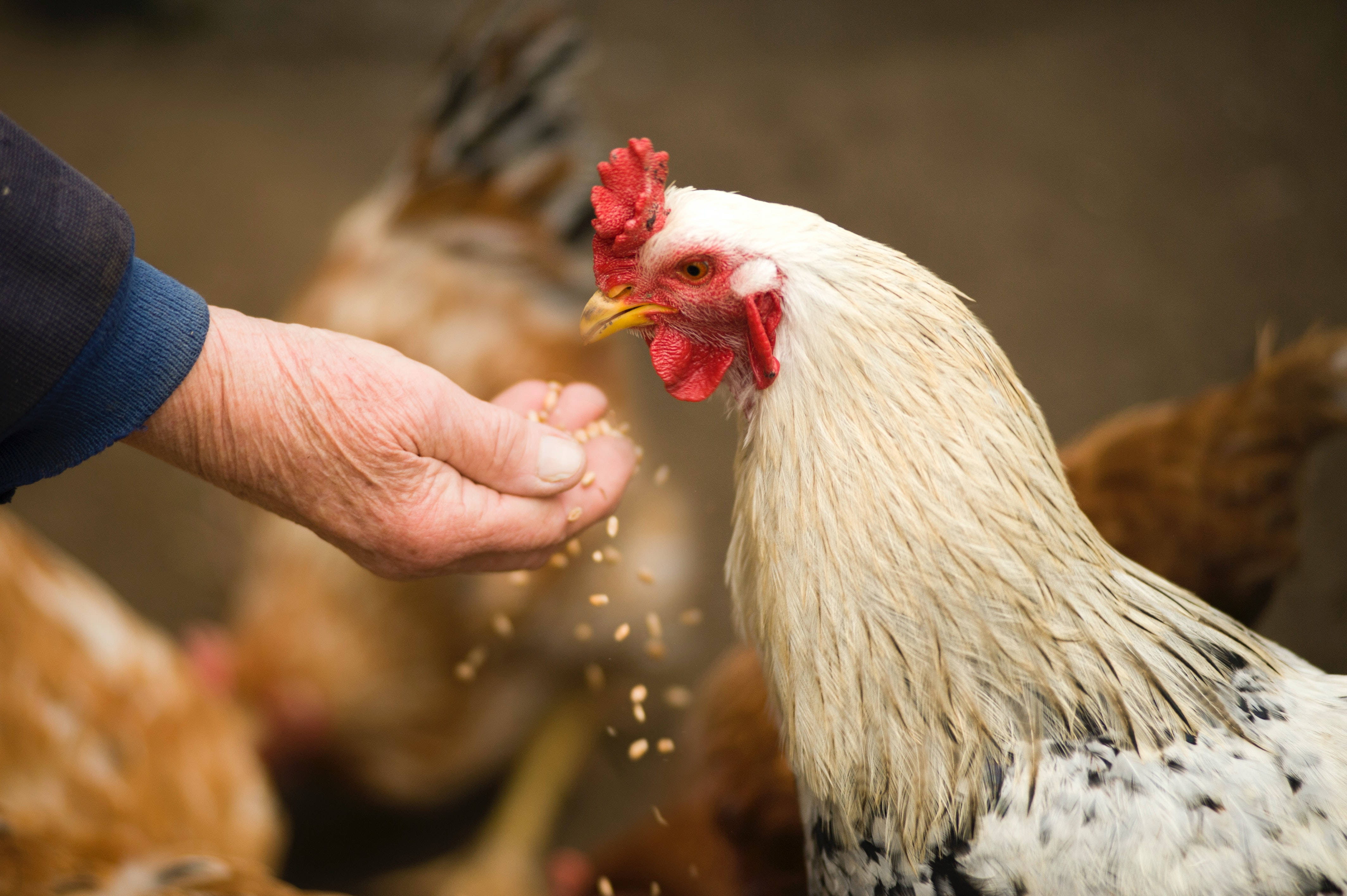Chicken 桌布 壁紙 — 一隻黑白斑點的公雞，有鮮紅色的雞冠，正在從人的手中吃種子的特寫照片。
