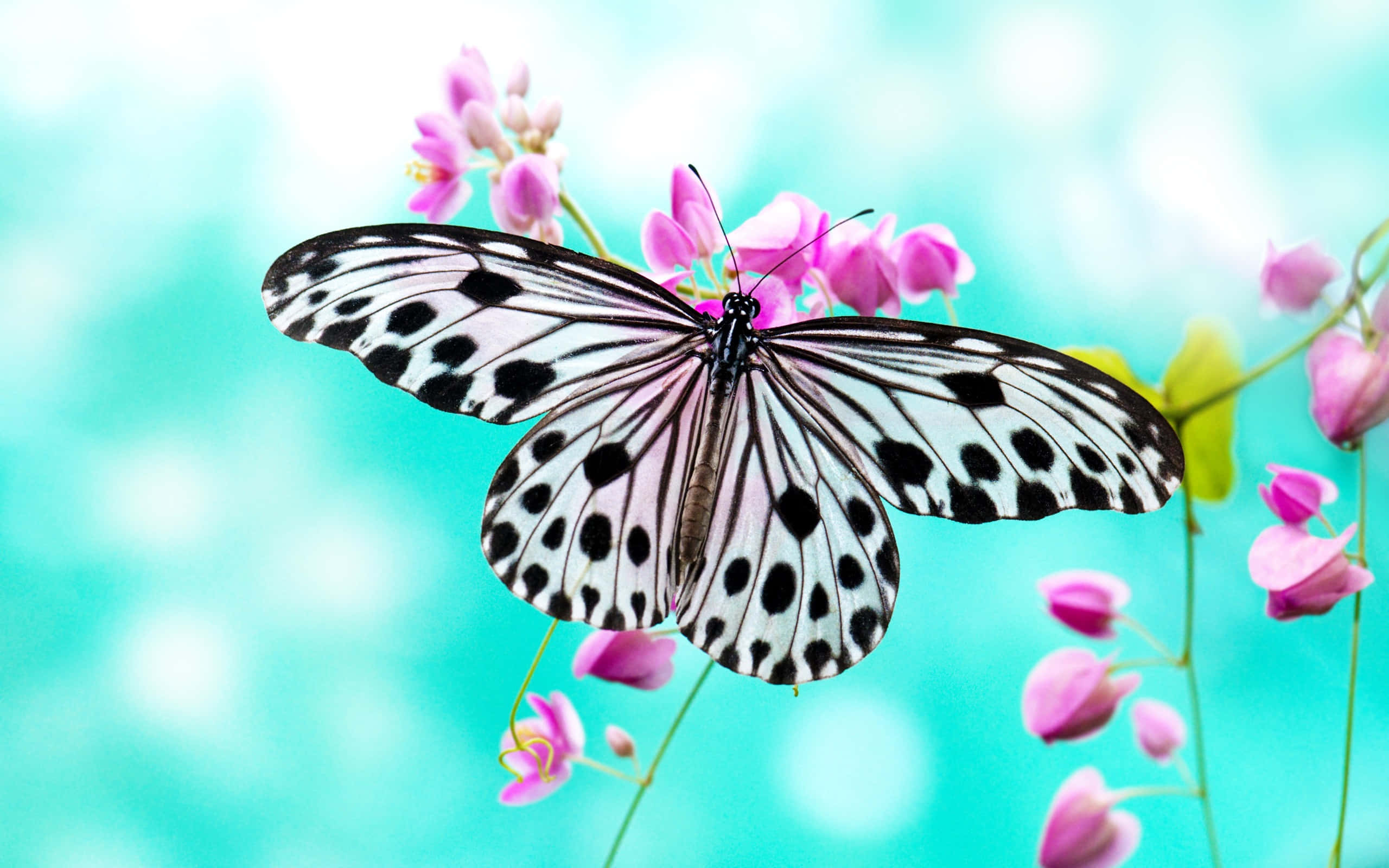Butterfly Profile 桌布 壁紙 — 一隻黑白斑點蝴蝶輕柔地停駐在粉紅色花朵上，背景是柔和的藍綠色模糊效果。