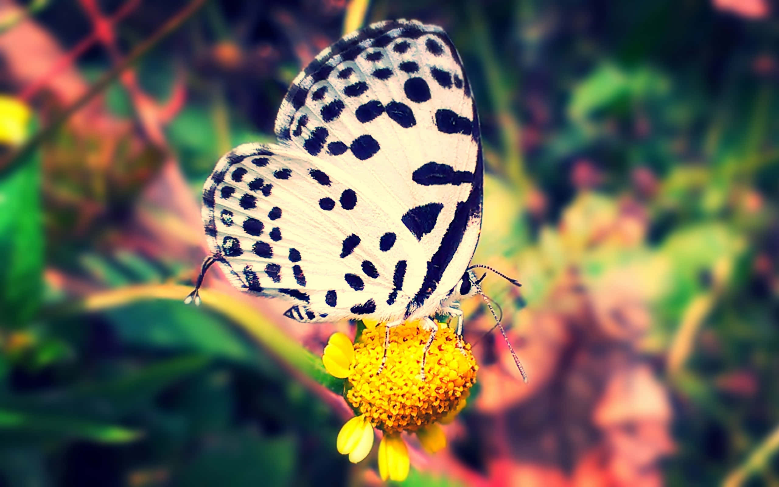 桌布 壁紙 — 一隻黑白斑點蝴蝶輕輕停在一朵鮮黃色的花上，背景是柔和模糊的綠色和粉紅色。