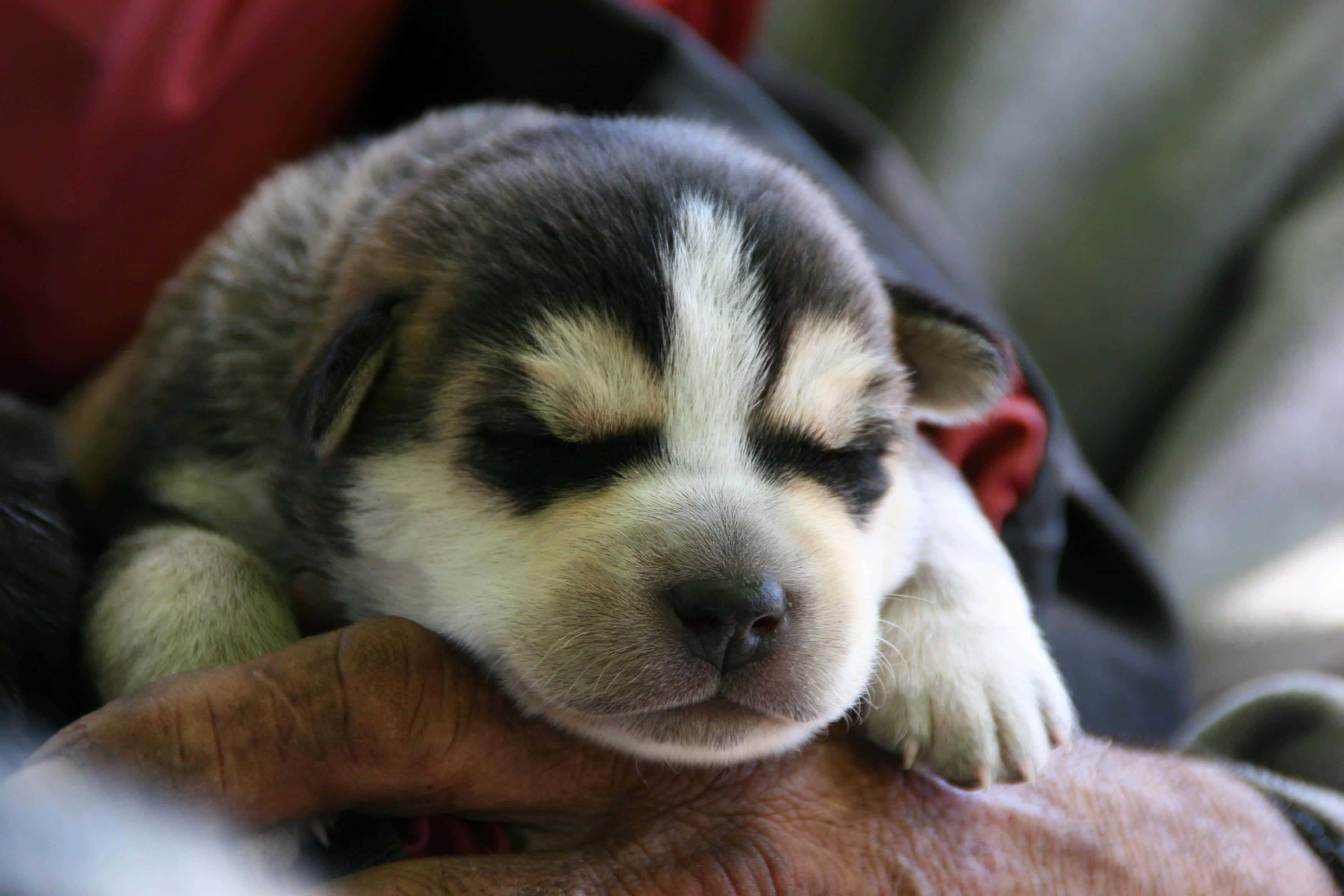 Wolf Pup 桌布 壁紙 — 一隻黑白毛色的小哈士奇幼犬正在睡覺，安詳地躺在一個人粗糙的手中。