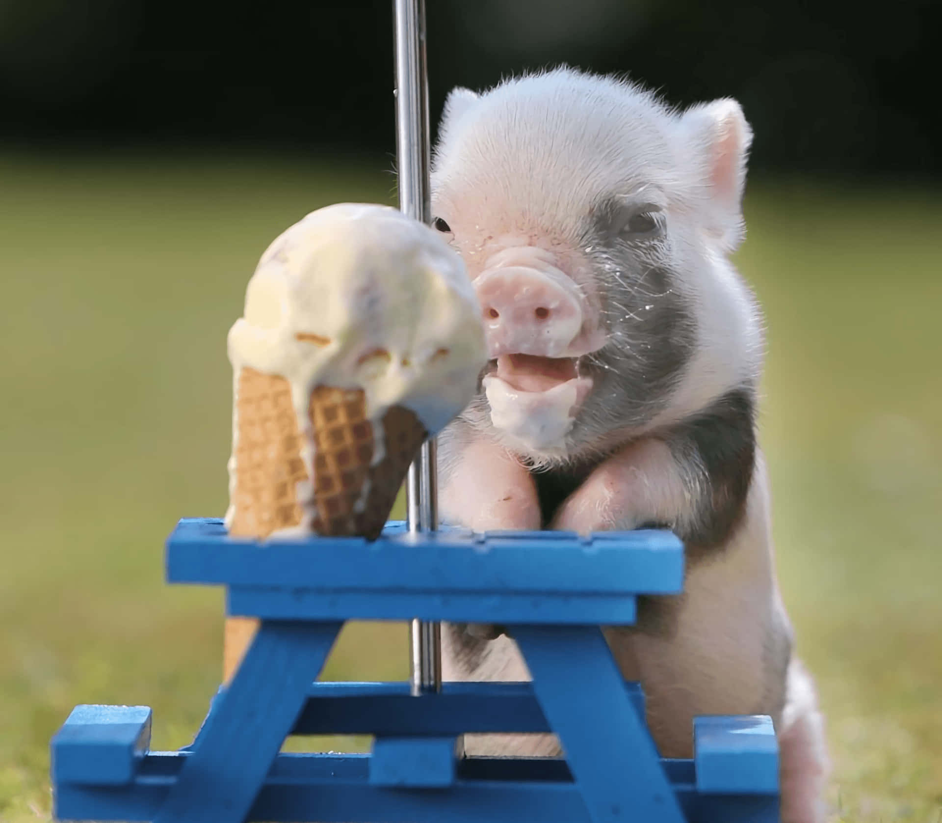Pig 桌布 壁紙 — 一隻黑白毛色的小豬坐在藍色迷你野餐桌旁，舔著甜筒上的香草冰淇淋。