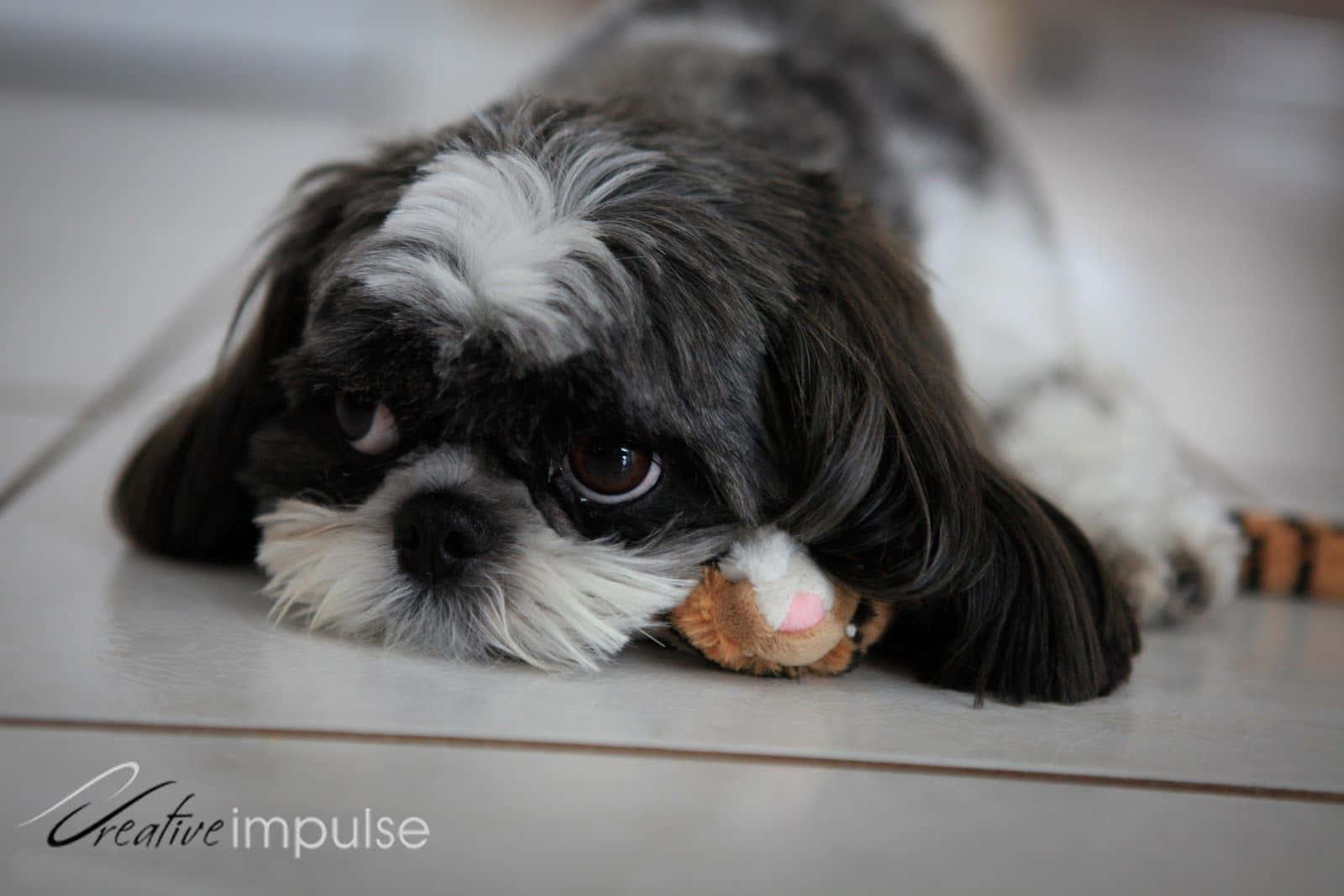 shih tzu 桌布 壁紙 — 一隻黑白毛色的西施犬幼犬，將頭靠在瓷磚地板上的毛絨玩具上。