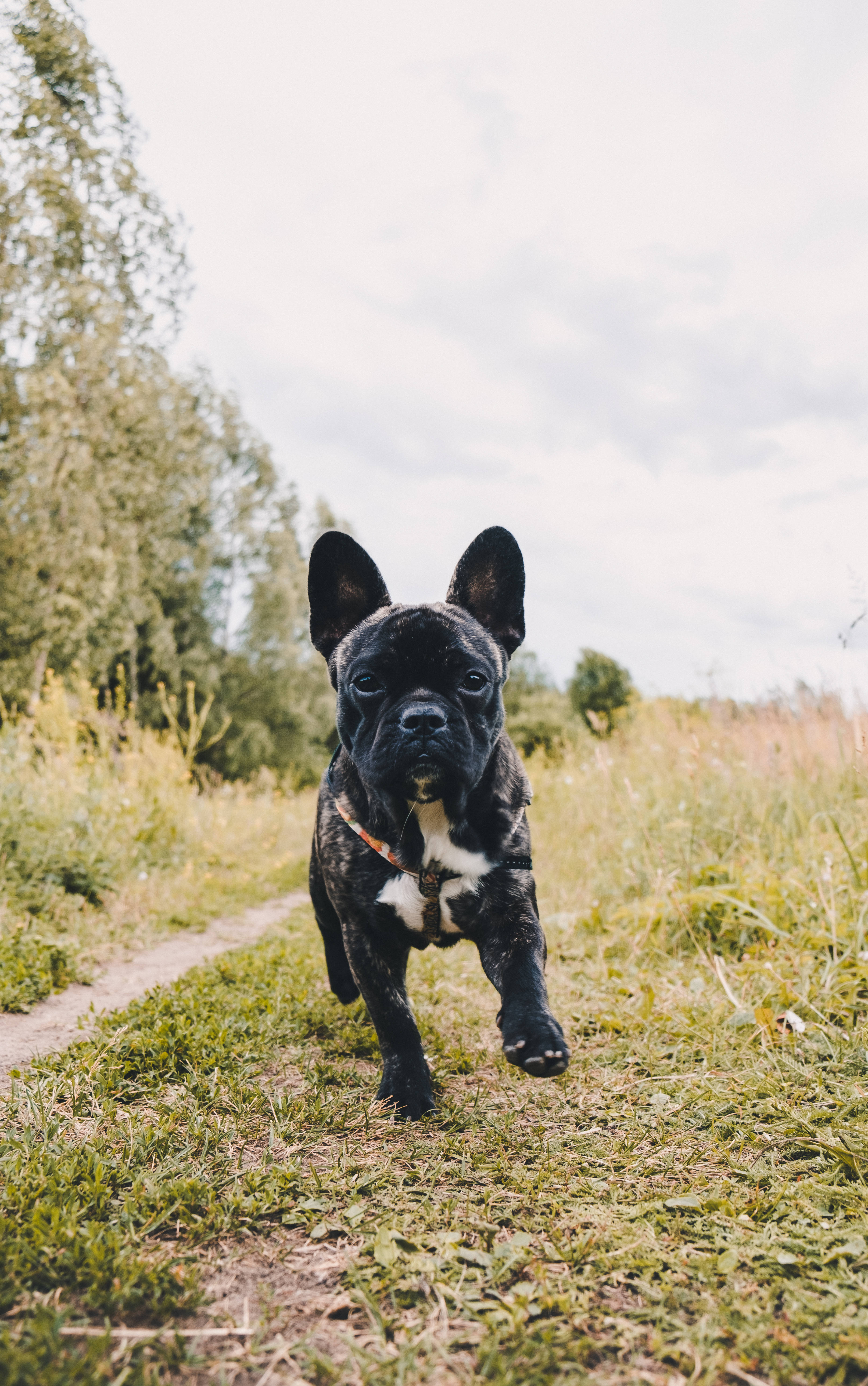 Bulldog 桌布 壁紙 — 一隻黑白法國鬥牛犬在陽光明媚的田野中的草地上充滿活力地跑向鏡頭。