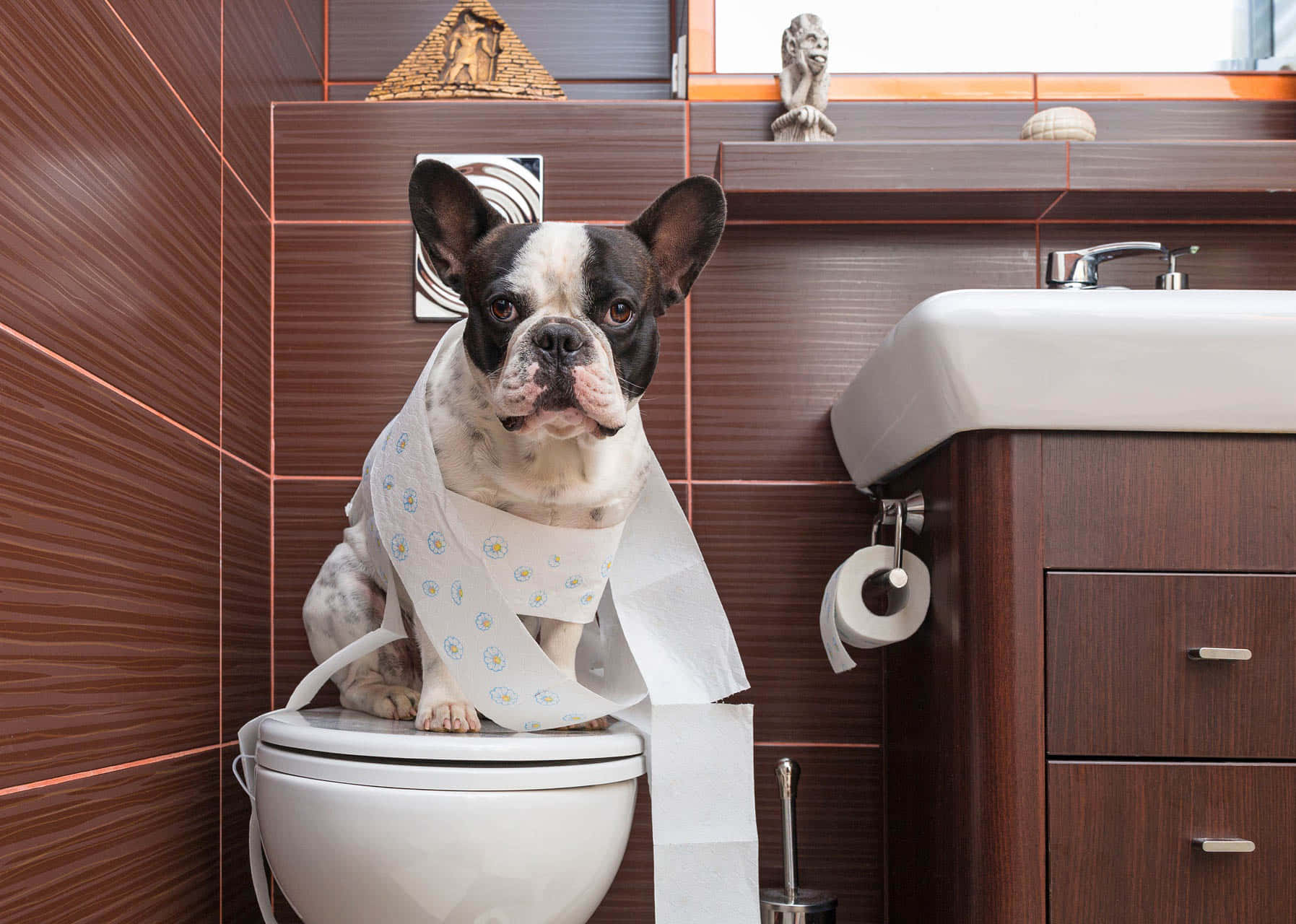 Bulldog 桌布 壁紙 — 一隻黑白法國鬥牛犬威嚴地坐在現代浴室中的馬桶上，被長長的衛生紙捲包裹著。