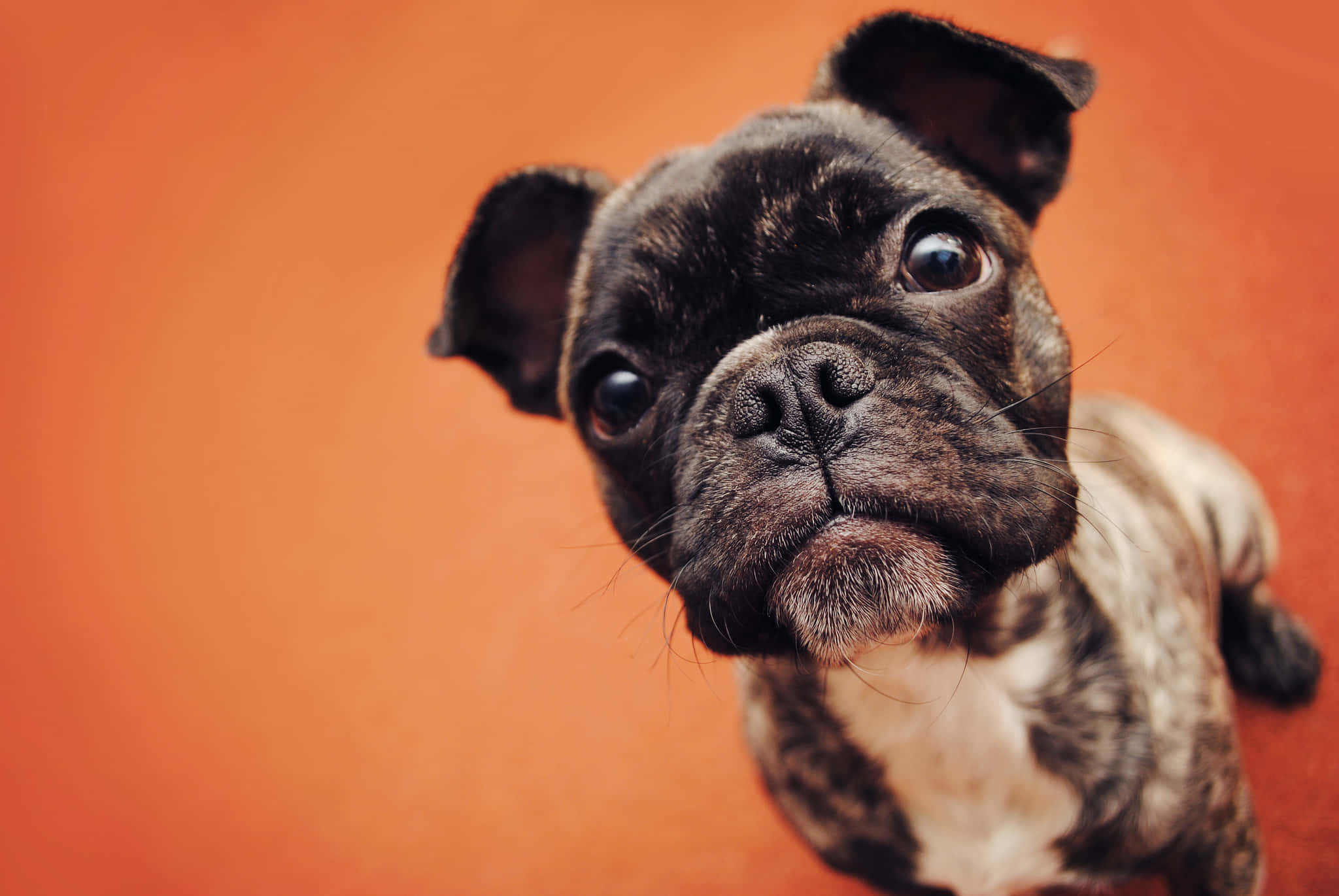 黑色 桌布 壁紙 — 一隻黑白法國鬥牛犬幼犬在純橙色背景上抬頭仰望的大特寫。