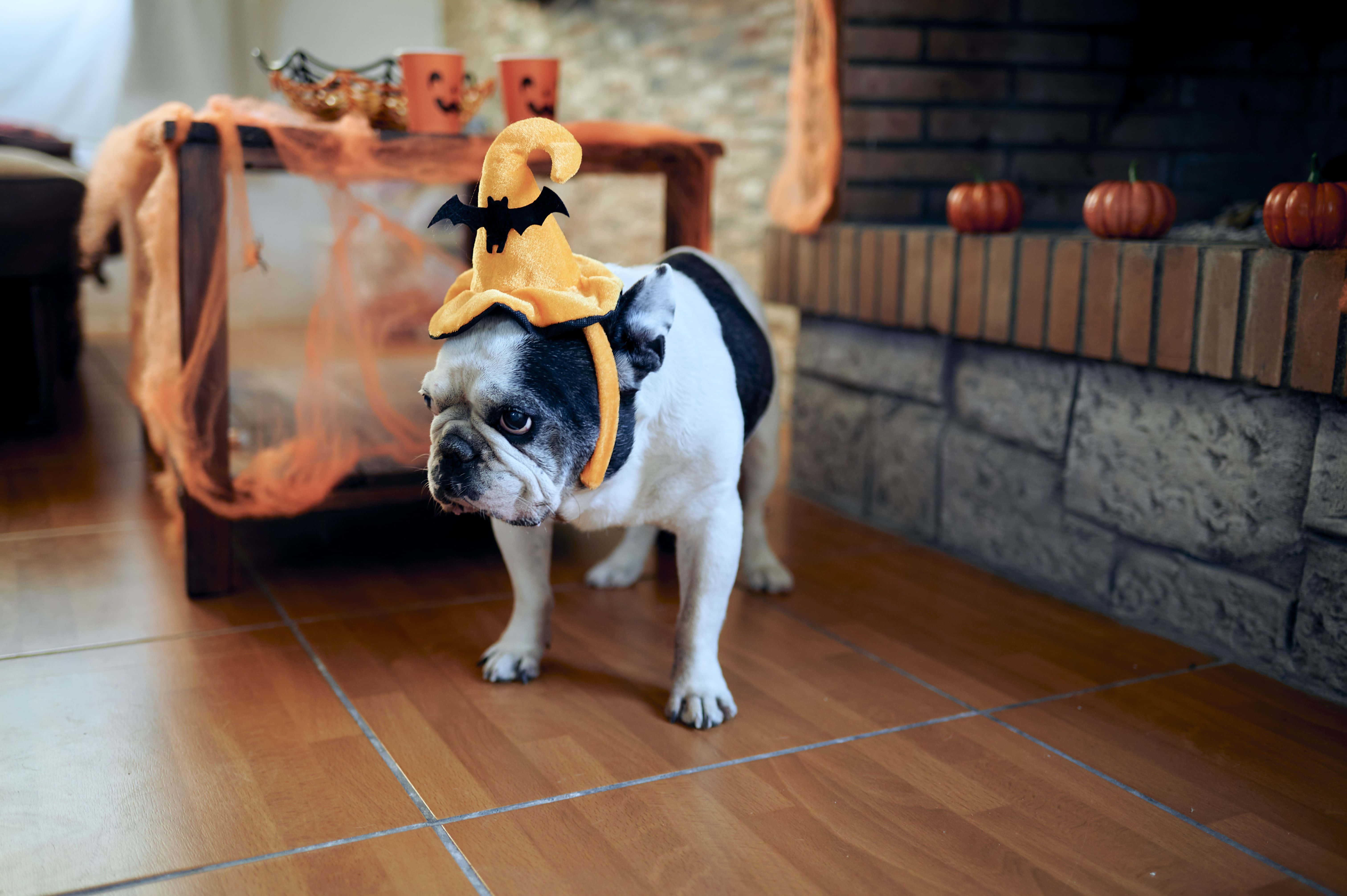 Halloween Pet Costumes 桌布 壁紙 — 一隻黑白法鬥犬戴著帶有蝙蝠的黃色巫婆帽，坐在木地板上，靠近一個裝飾成萬聖節的磚砌壁爐。