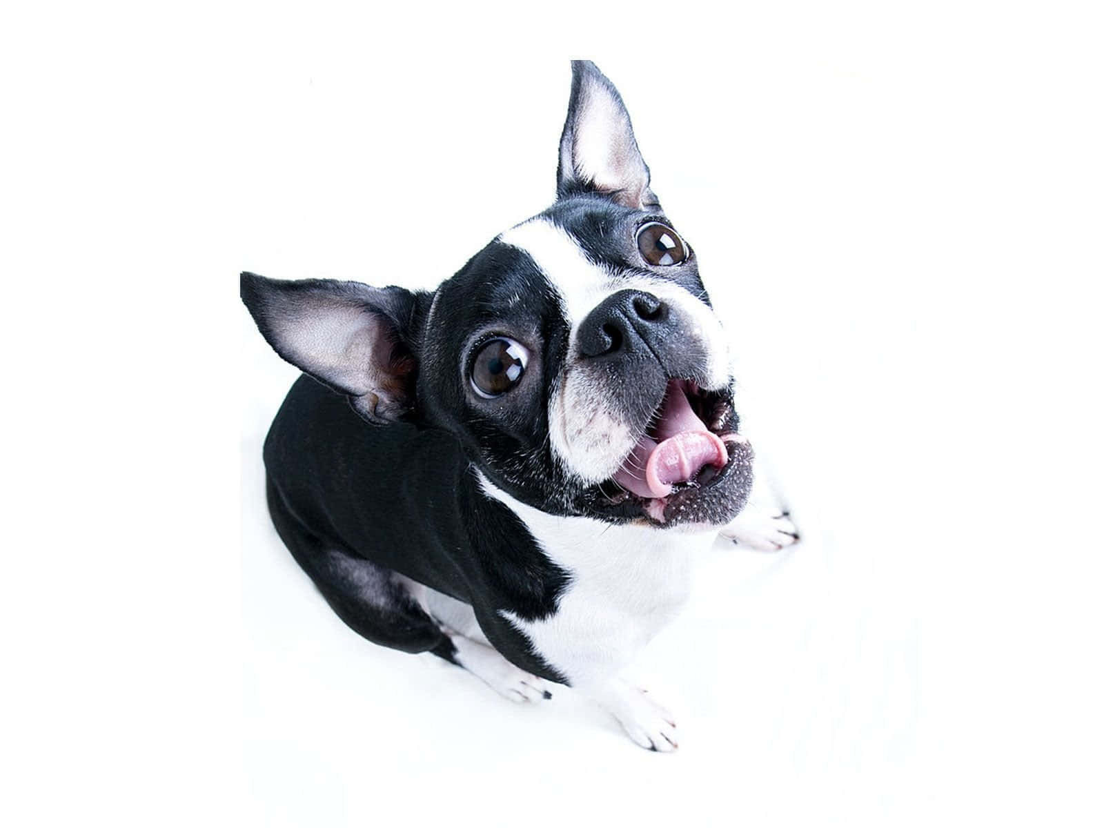 boston terrier 桌布 壁紙 — 一隻黑白波士頓㹴在純白背景下睜大眼睛伸出舌頭向上看。