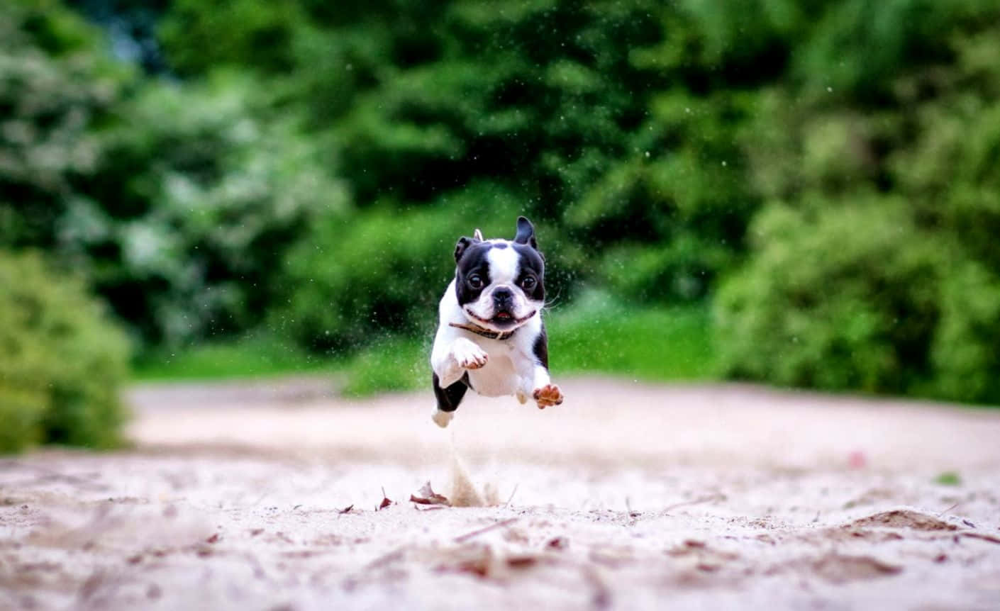 boston terrier 桌布 壁紙 — 一隻黑白波士頓㹴幼犬在沙地上歡快地跳躍，背景有模糊的綠色樹葉。