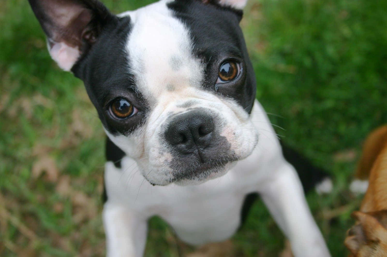 boston terrier 桌布 壁紙 — 一隻黑白波士頓㹴幼犬的特寫，牠有大大的棕色眼睛，在綠色草地上向上看著相機。