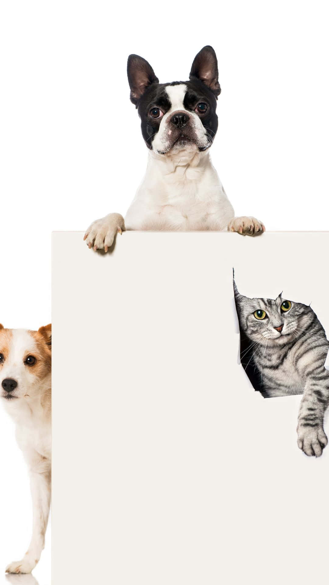 Dogs 桌布 壁紙 — 一隻黑白波士頓㹴從空白標誌上方探頭，旁邊有一隻虎斑貓和一隻小狗從側面探頭，背景為白色。