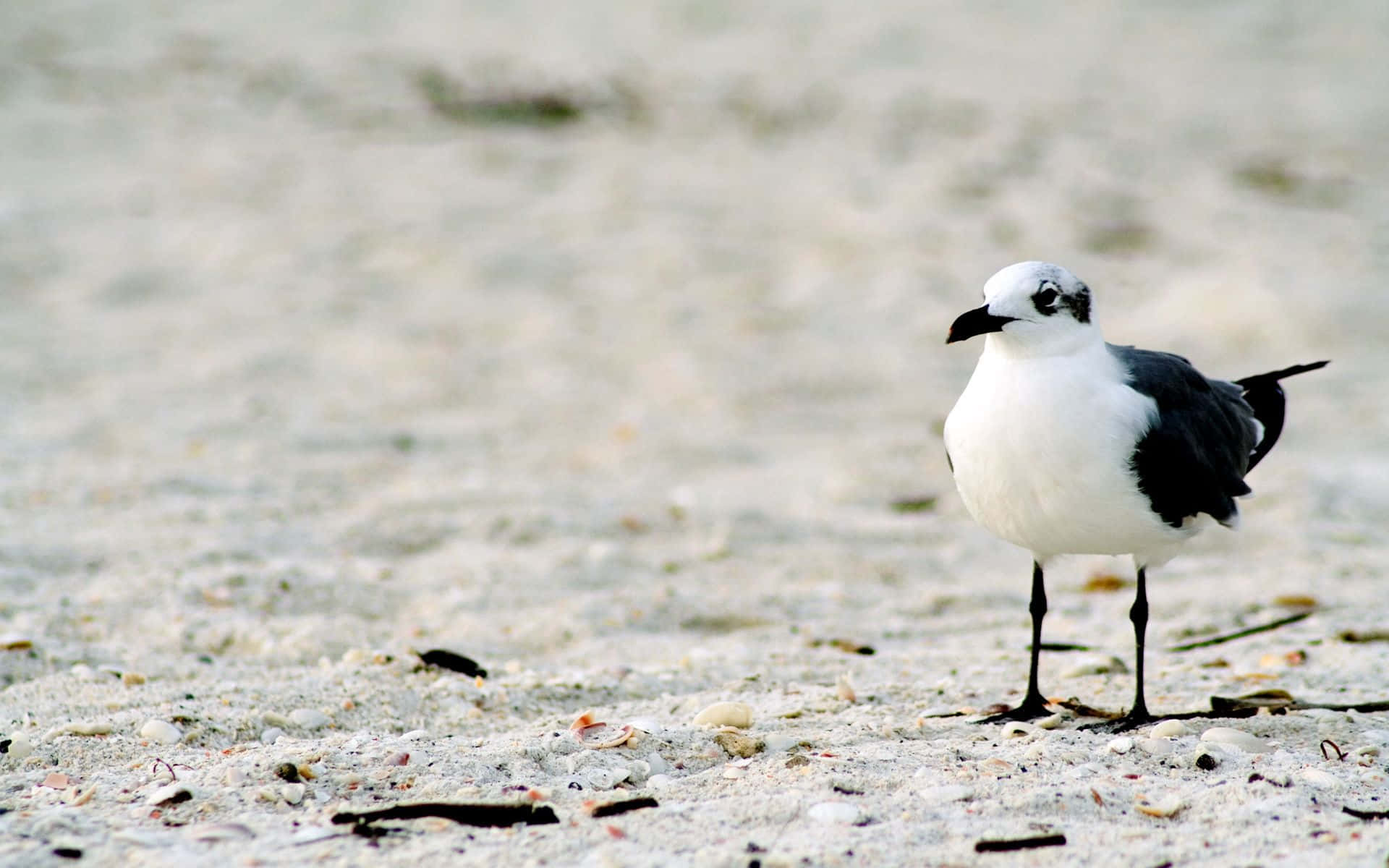 Seagull 桌布 壁紙 — 一隻黑白海鷗警覺地站在陽光普照的沙灘上，沙灘上散落著貝殼和海藻。