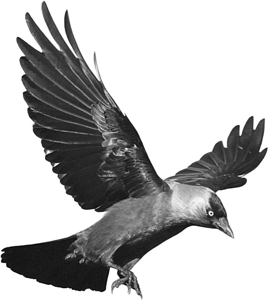 Raven 桌布 壁紙 — 一隻黑白烏鴉在鮮明的透明背景上展翅翱翔。