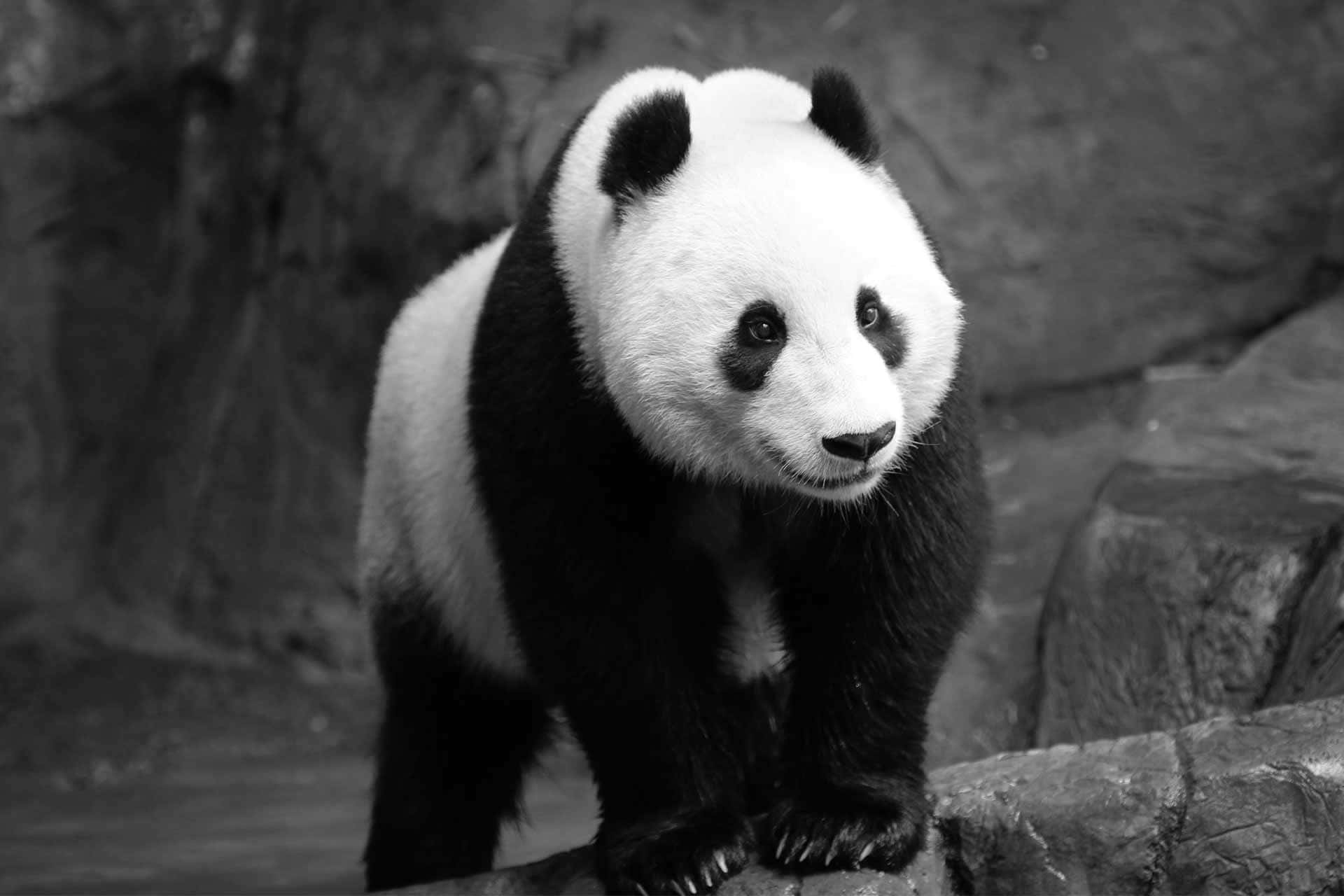 熊貓 桌布 壁紙 — 一隻黑白熊貓警覺地站在岩石表面上，背景是模糊的自然景色。