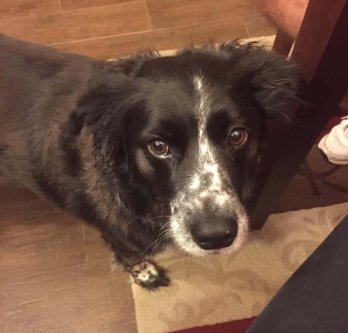 border collie 桌布 壁紙 — 一隻黑白狗，有著充滿靈魂的棕色眼睛，從木地板上的圖案地毯向上凝視。