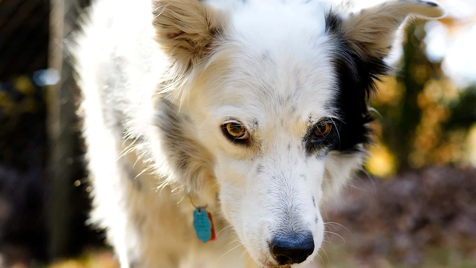 border collie 桌布 壁紙 — 一隻黑白狗在柔和陽光下，用溫暖的眼神凝視著鏡頭的特寫。