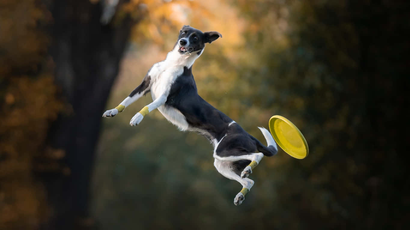 1366x768 Frisbee 桌布 壁紙 — 一隻黑白狗在森林中躍起，追逐著明亮的黃色飛盤，背景是秋天的樹葉。