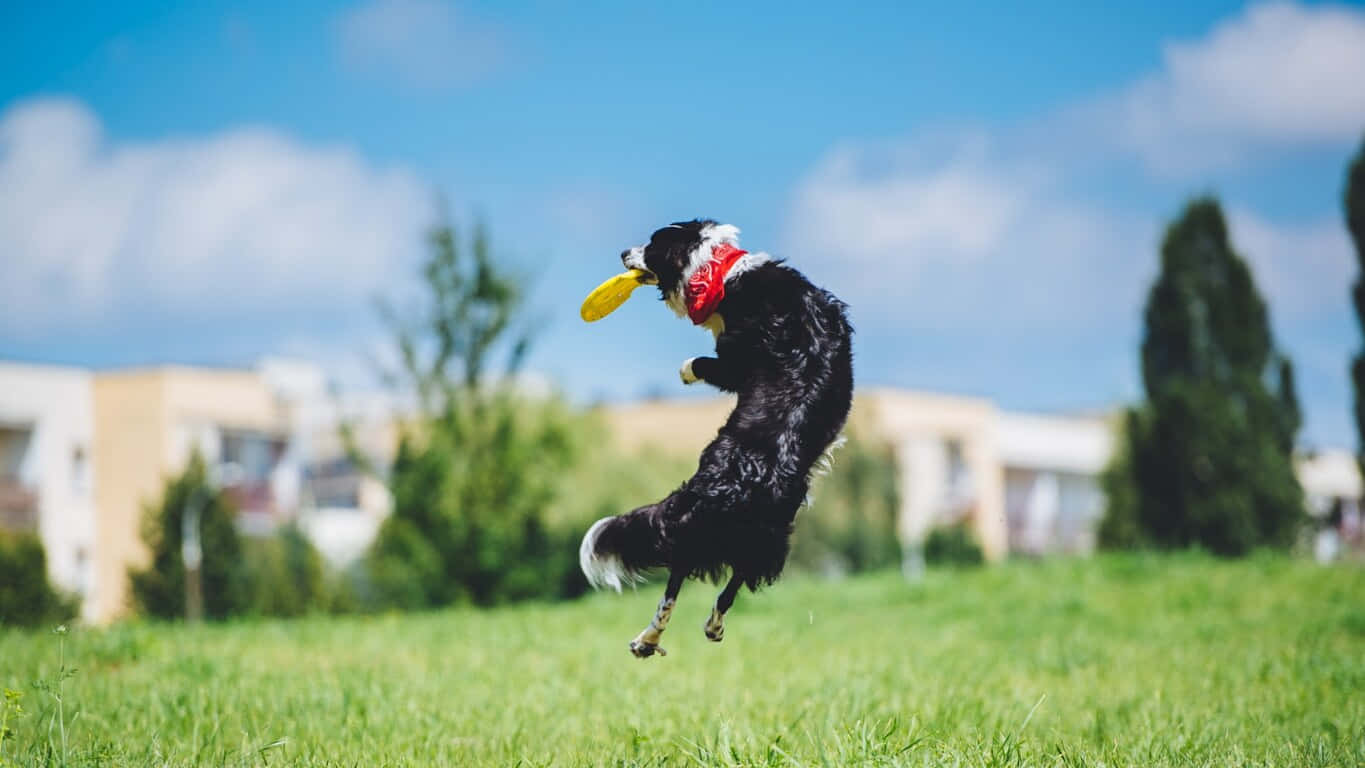 1366x768 Frisbee 桌布 壁紙 — 一隻黑白狗在草地上躍起，接住一個黃色飛盤，背景是藍天。