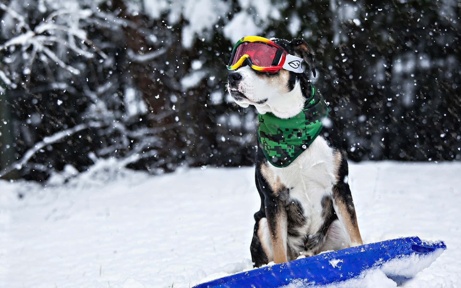運動 桌布 壁紙 — 一隻黑白狗戴著滑雪護目鏡和綠色頭巾，在輕柔降雪中坐在雪地森林裡的藍色雪橇上，姿態穩健。