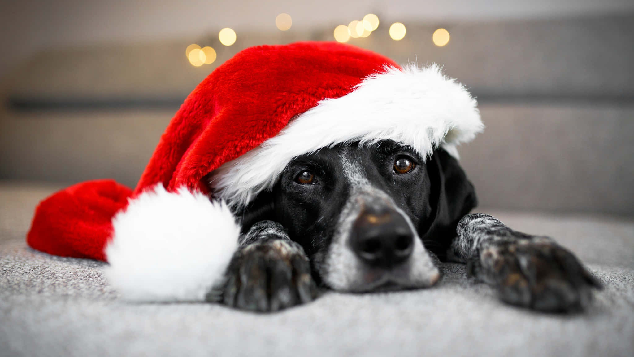 Santa Claus 桌布 壁紙 — 一隻黑白狗戴著紅色聖誕帽躺在灰色沙發上，背景有溫暖的散景燈光。