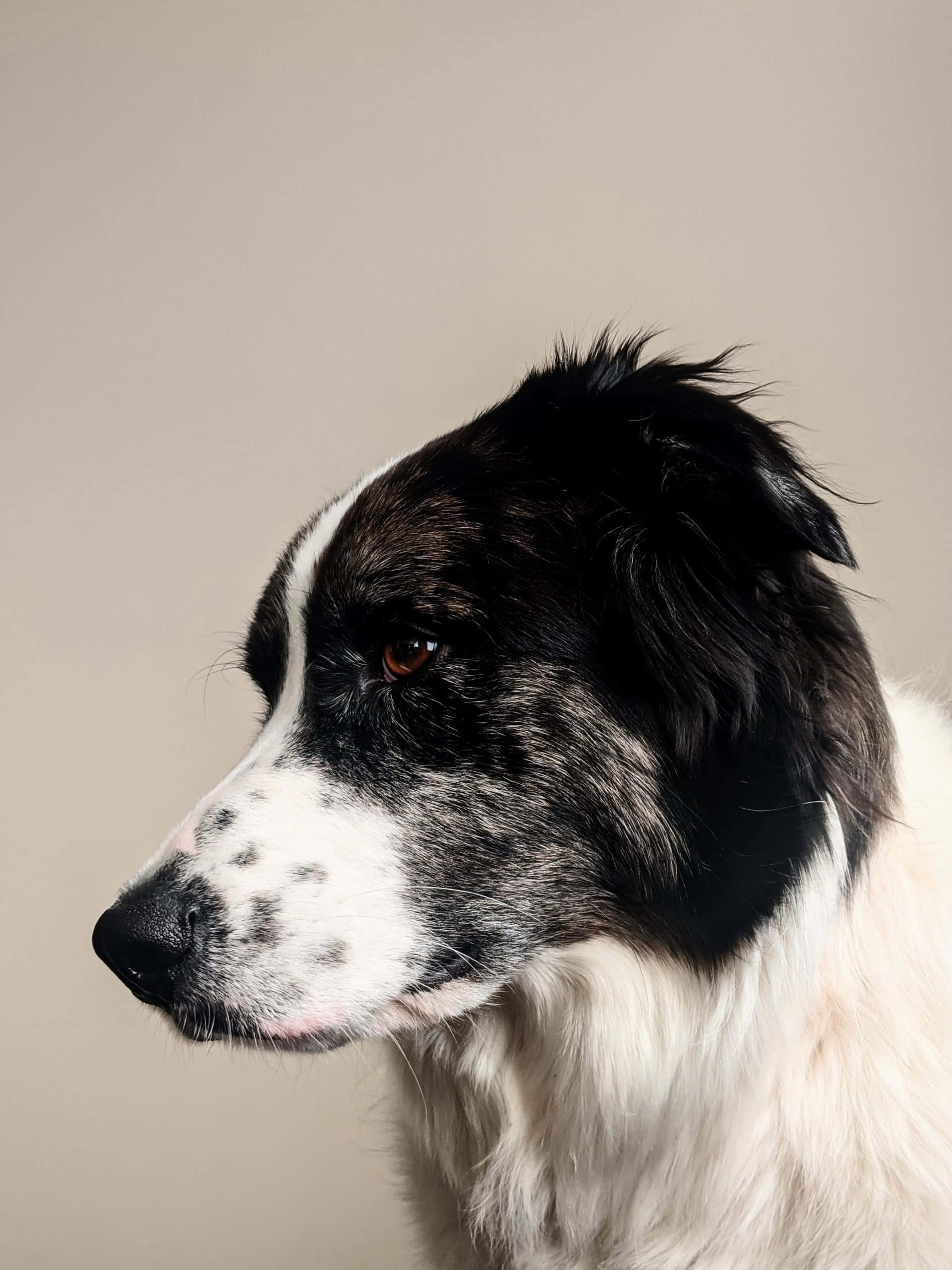 border collie 桌布 壁紙 — 一隻黑白狗的特寫肖像，嘴部有斑點，在米色中性背景前若有所思地凝視。