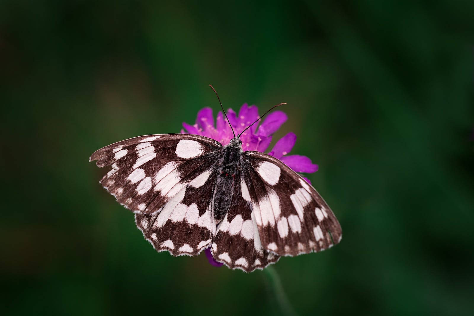 full HD butterfly 桌布 壁紙 — 一隻黑白相間、圖案複雜的蝴蝶，輕柔地停在一朵鮮豔的紫色花朵上，背景是柔和的綠色模糊背景。