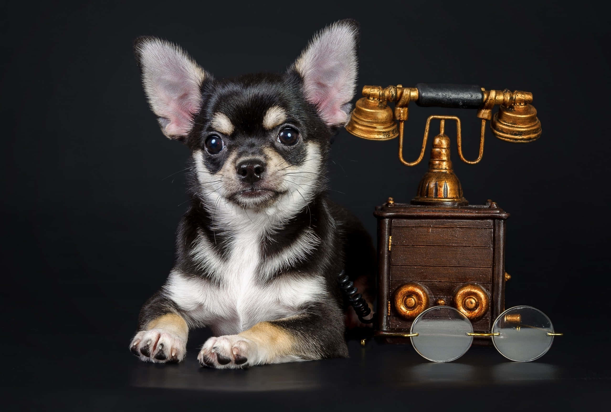 Chihuahua 桌布 壁紙 — 一隻黑白相間、大耳朵的吉娃娃幼犬，坐在深色表面上，旁邊有一個復古黃銅電話和圓形眼鏡。