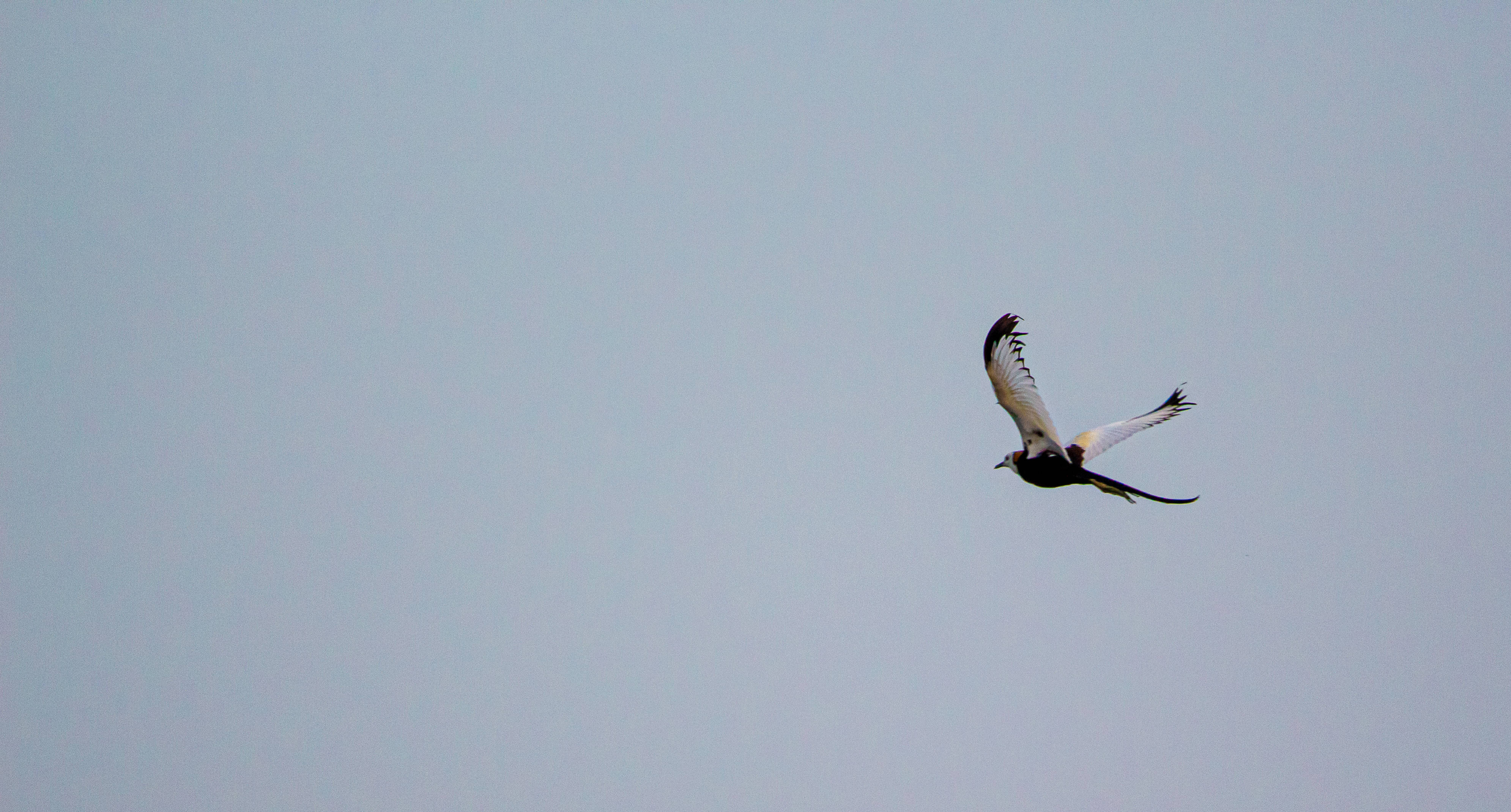 birds 桌布 壁紙 — 一隻黑白相間、尾羽修長的鳥兒在淡灰色天空中優雅翱翔。