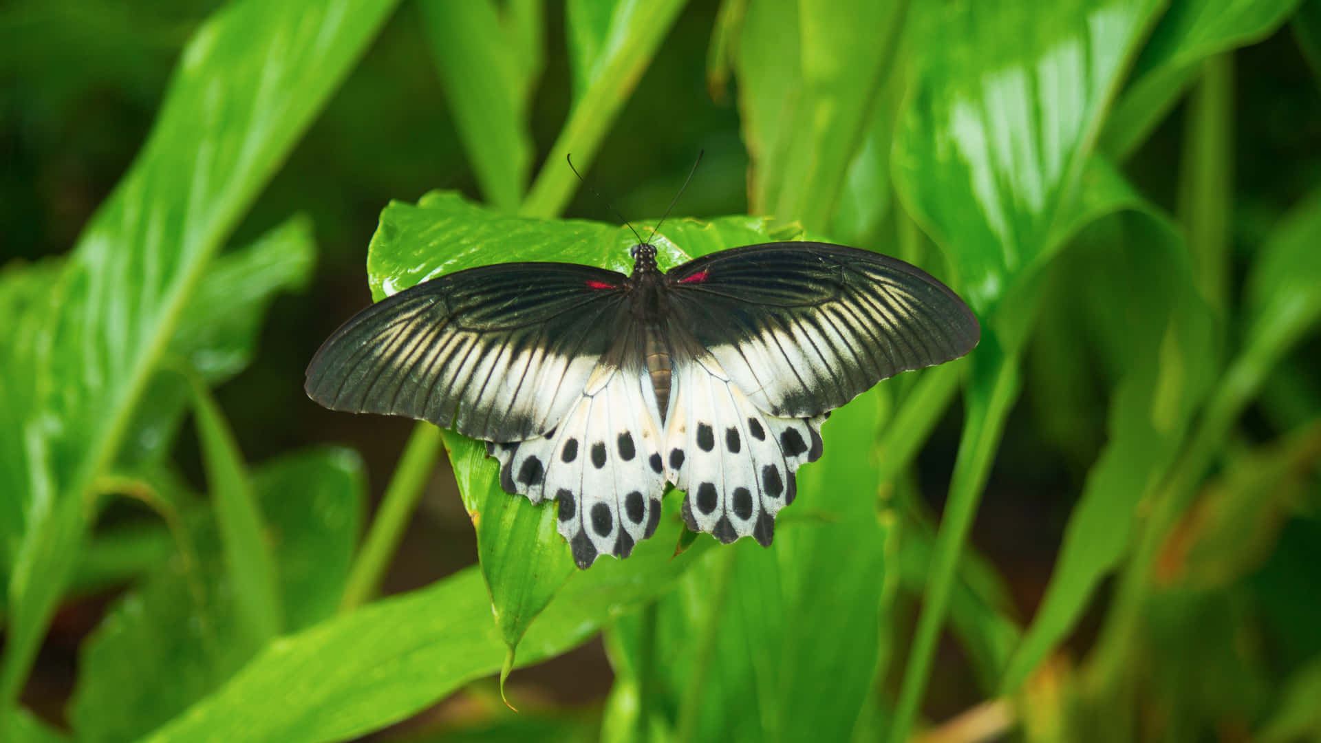 A close-up photograph of a black and white butterfly resting on a fresh green leaf in natural light. 壁紙 — 一隻黑白相間、後翅有斑點的蝴蝶棲息在一片鮮綠的葉子上，周圍是茂密的樹葉。