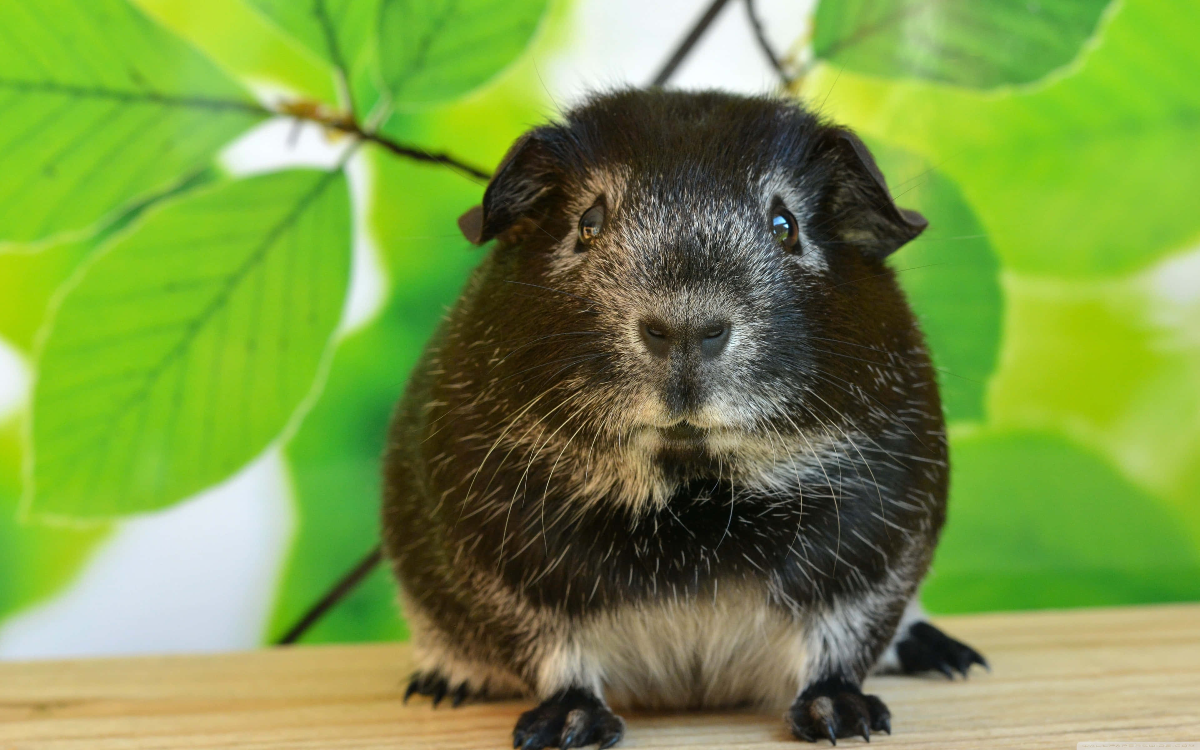 guinea pig 桌布 壁紙 — 一隻黑白相間、毛髮柔軟的天竺鼠近距離特寫，坐在木質表面上，背景是明亮的綠色樹葉。