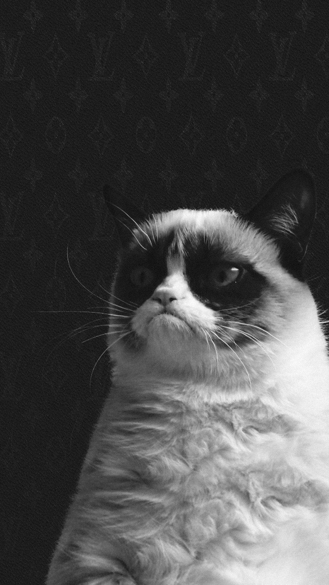 Grumpy Cat 桌布 壁紙 — 一隻黑白相間、眉頭緊皺的暴躁貓咪，在深色圖案背景前凝視著。