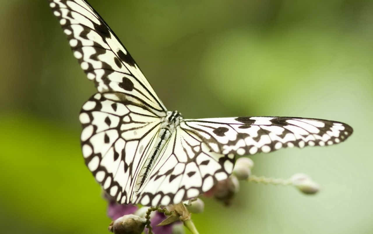 White Butterfly 桌布 壁紙 — 一隻黑白相間、翅膀圖案複雜的蝴蝶，輕輕停在一朵紫色花朵上，背景是柔和的綠色模糊效果。
