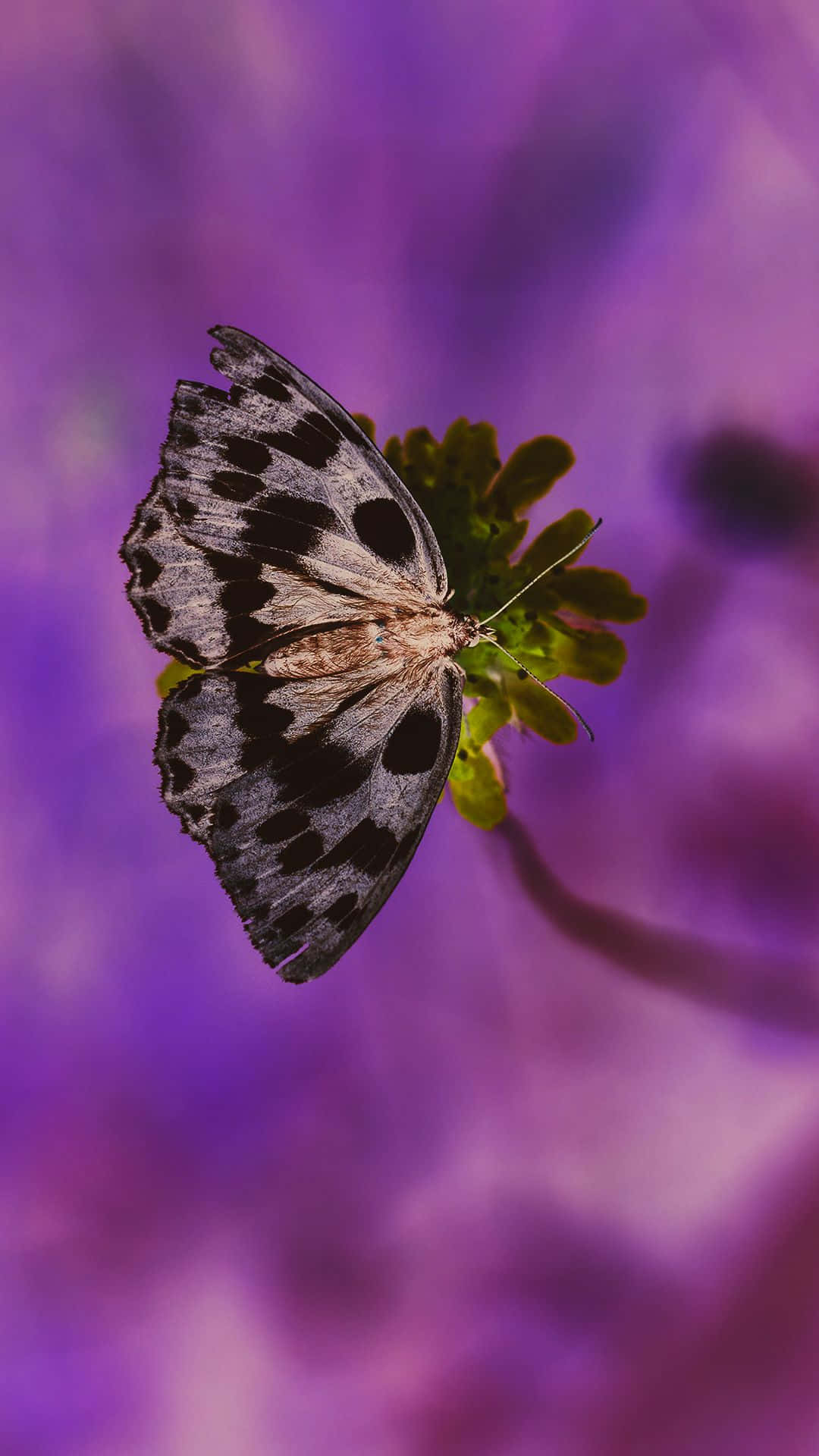 Cute Purple Butterfly 桌布 壁紙 — 一隻黑白相間、翅膀破損的蝴蝶，在夢幻般的紫色模糊背景下，輕柔地棲息在一朵綠色的花上。