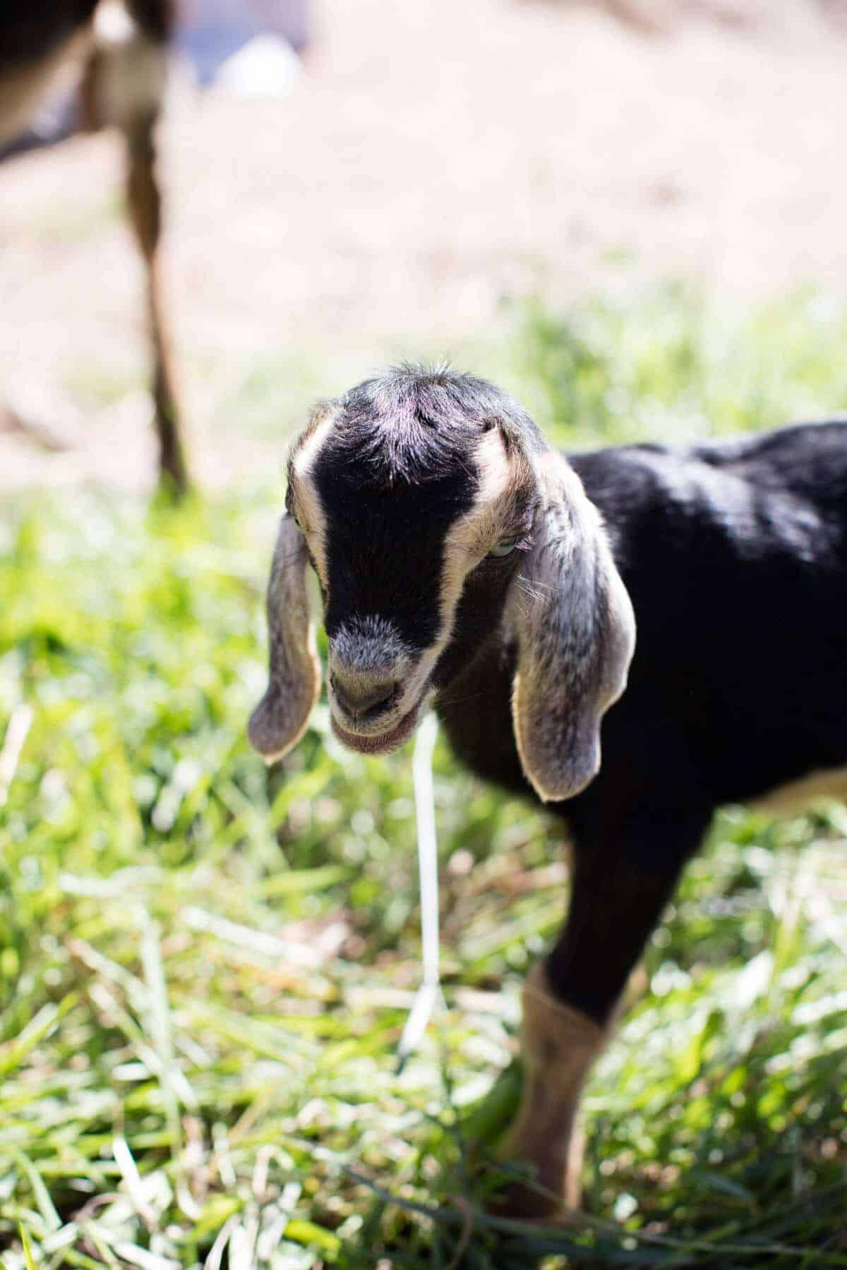 baby animal 桌布 壁紙 — 一隻黑白相間、耳朵下垂的小山羊的特寫，站在陽光普照的鮮綠色草地上。