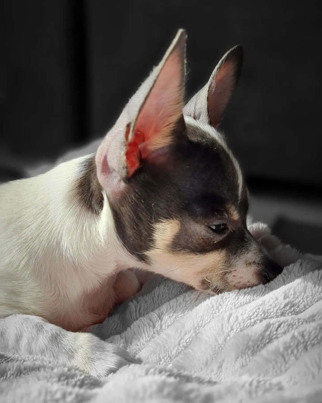 Chihuahua 桌布 壁紙 — 一隻黑白相間、耳朵細小的小狗，在昏暗的房間裡把頭靠在柔軟的灰色毯子上。