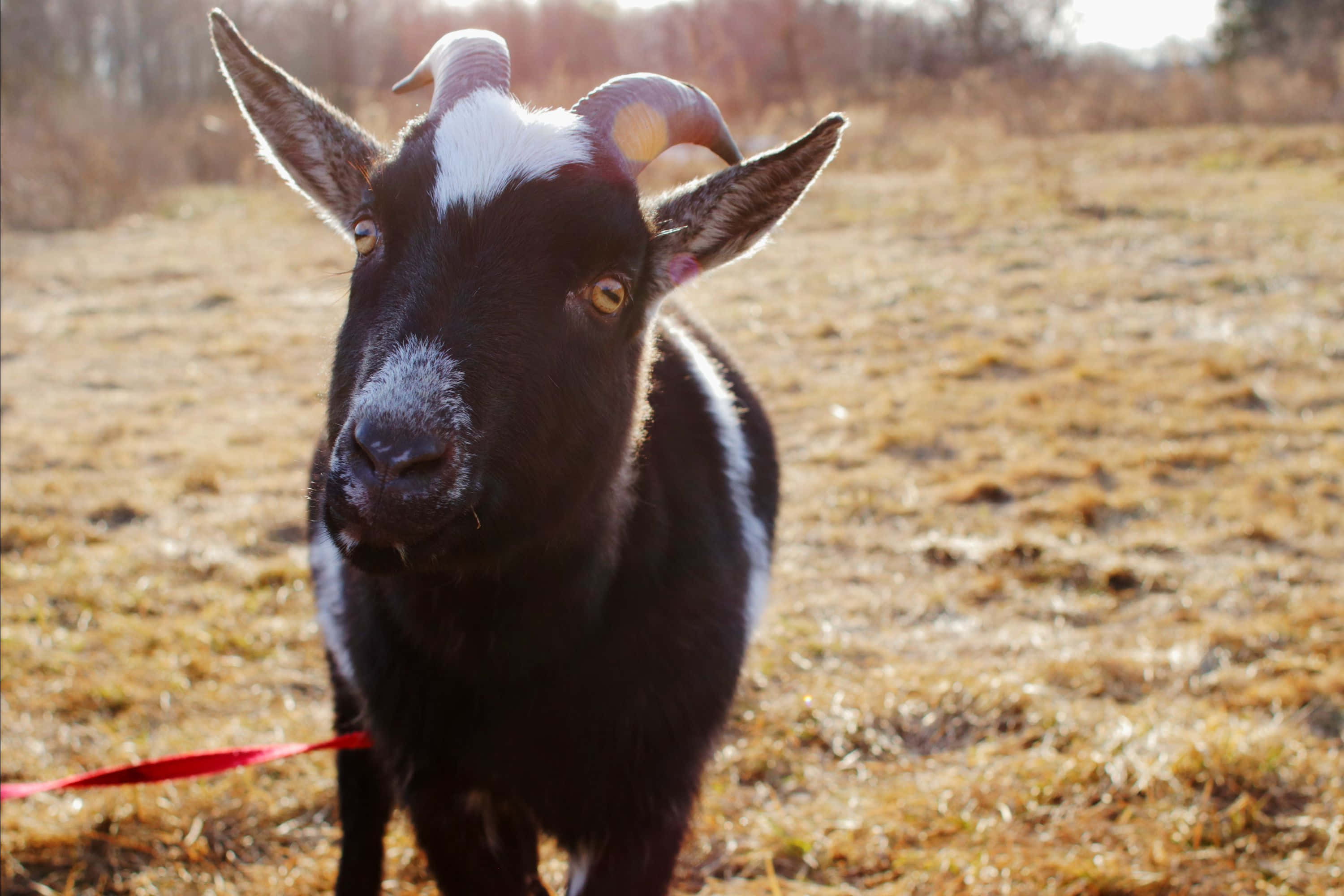 動物 桌布 壁紙 — 一隻黑白相間、長有彎曲角的山羊站在乾燥的草地上，直視鏡頭，身後拖著一條紅色牽繩。