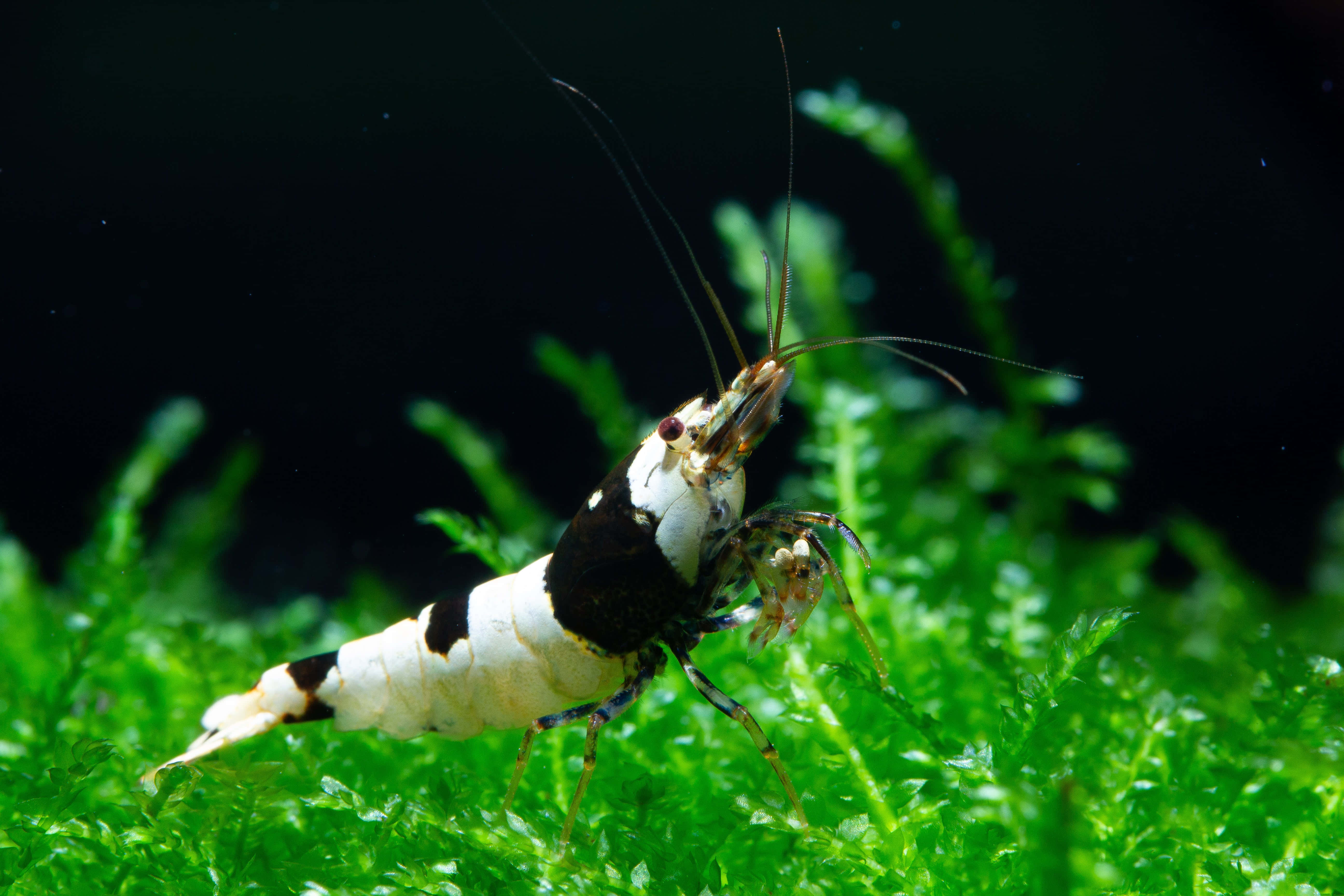 shrimp 桌布 壁紙 — 一隻黑白相間、長觸鬚的蝦在深色背景下的鮮綠色水生苔蘚上休息。