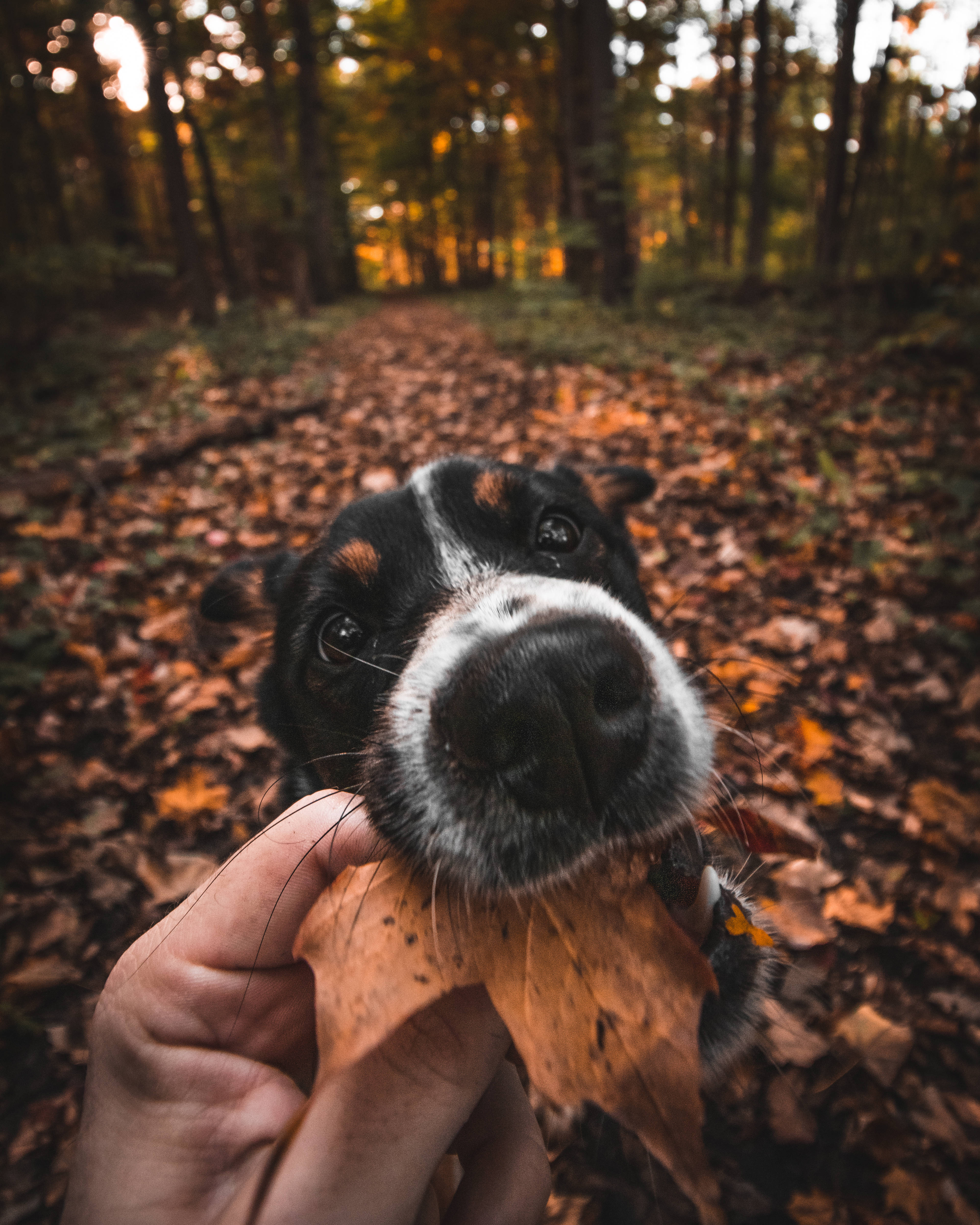 Best Autumn 桌布 壁紙 — 一隻黑白相間帶有棕色斑點的狗在滿地秋葉的森林中抬頭仰望，一隻手拿著一片葉子靠近牠的鼻子。